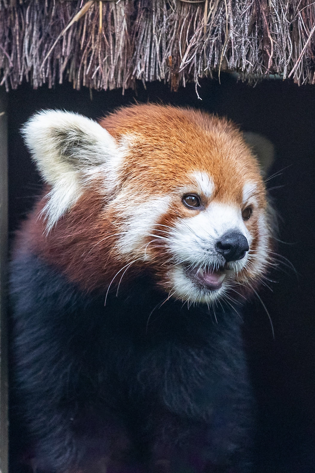 © 2024 Billy Hodgkins Photography All rights reserved.