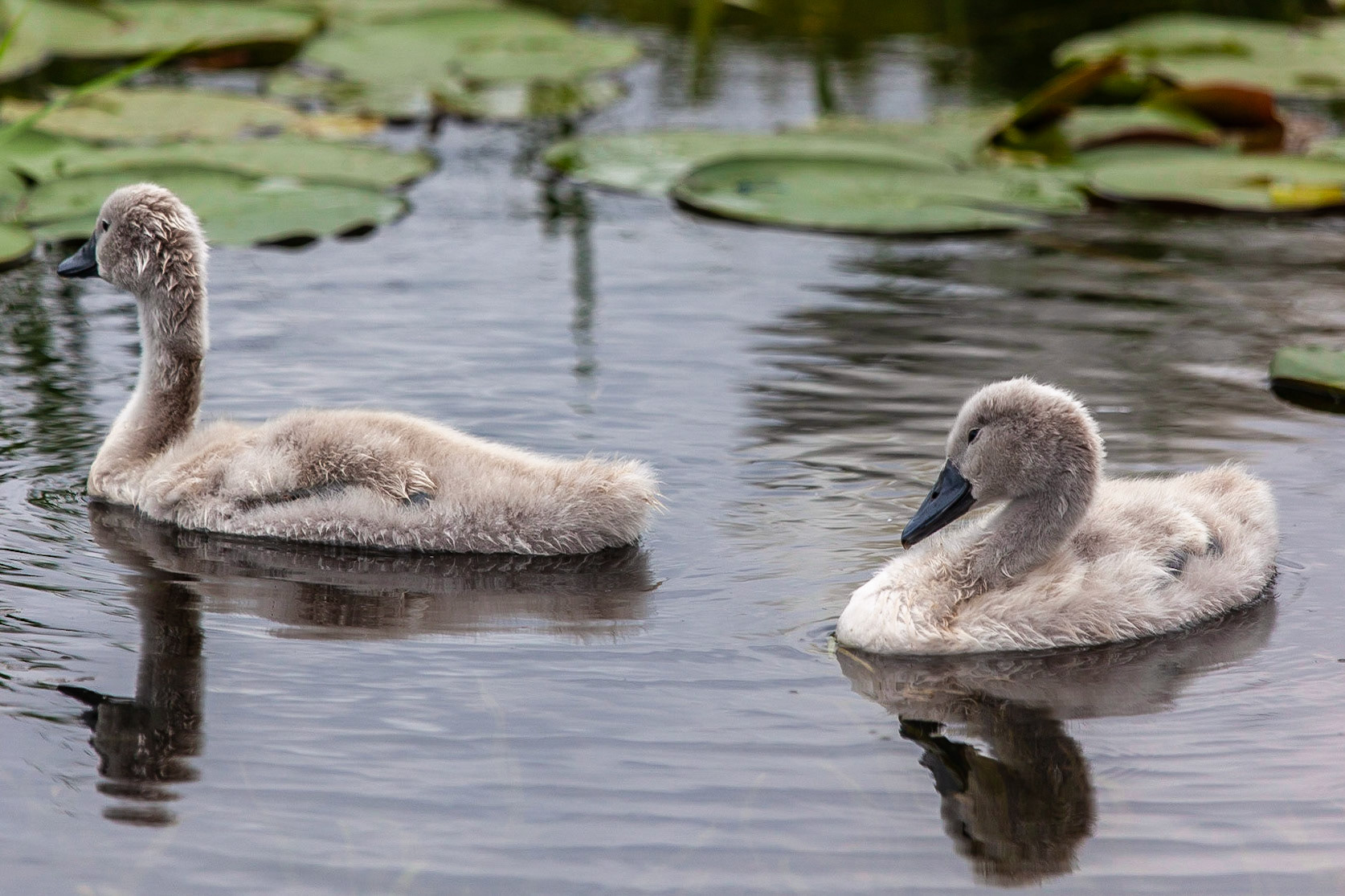 © 2020 Billy Hodgkins Photography All rights reserved.