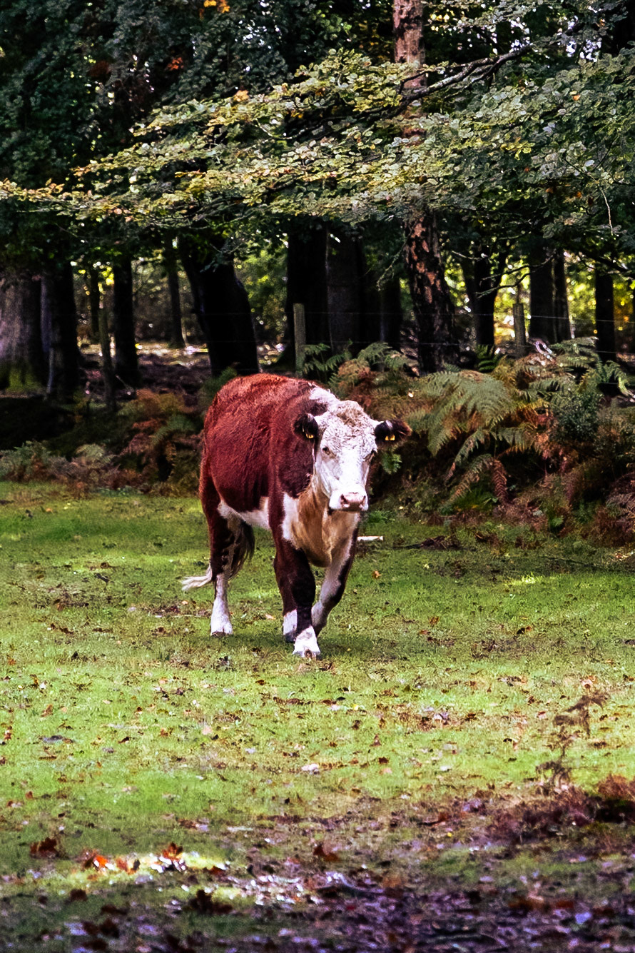 © 2023 Billy Hodgkins Photography All rights reserved.