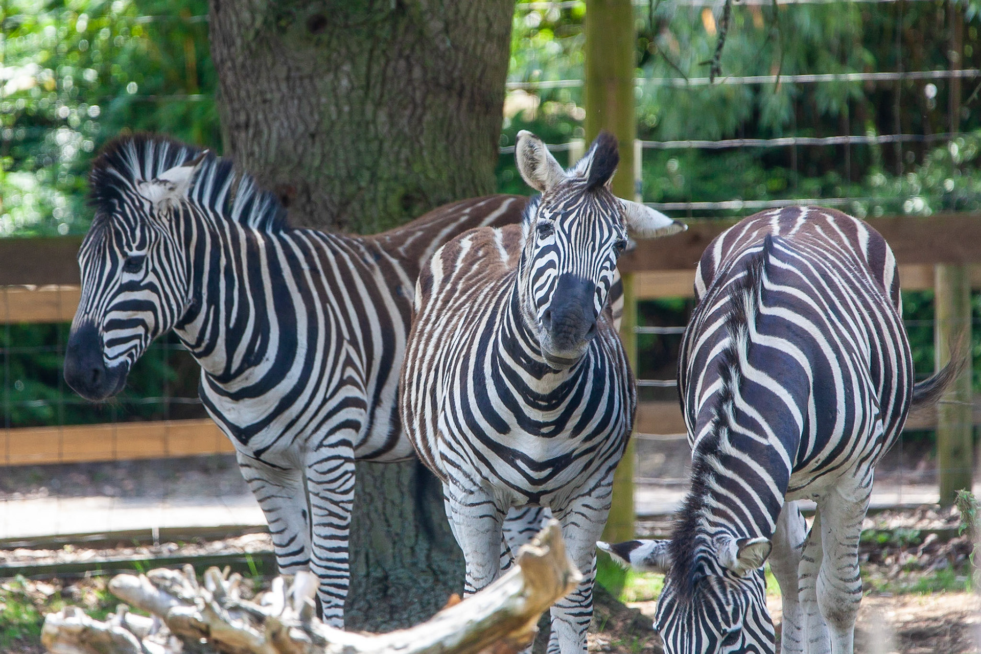 © 2020 Billy Hodgkins Photography All rights reserved.