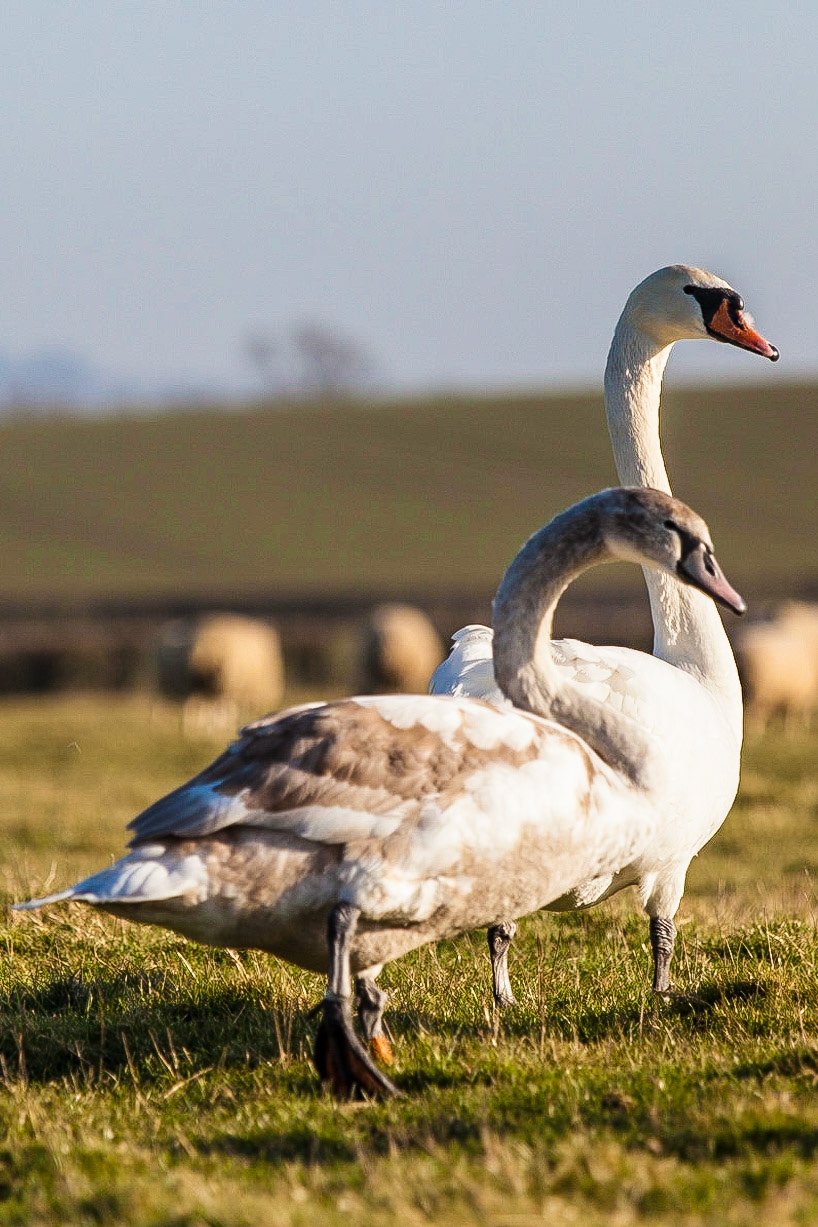 © 2015 Billy Hodgkins Photography All rights reserved.