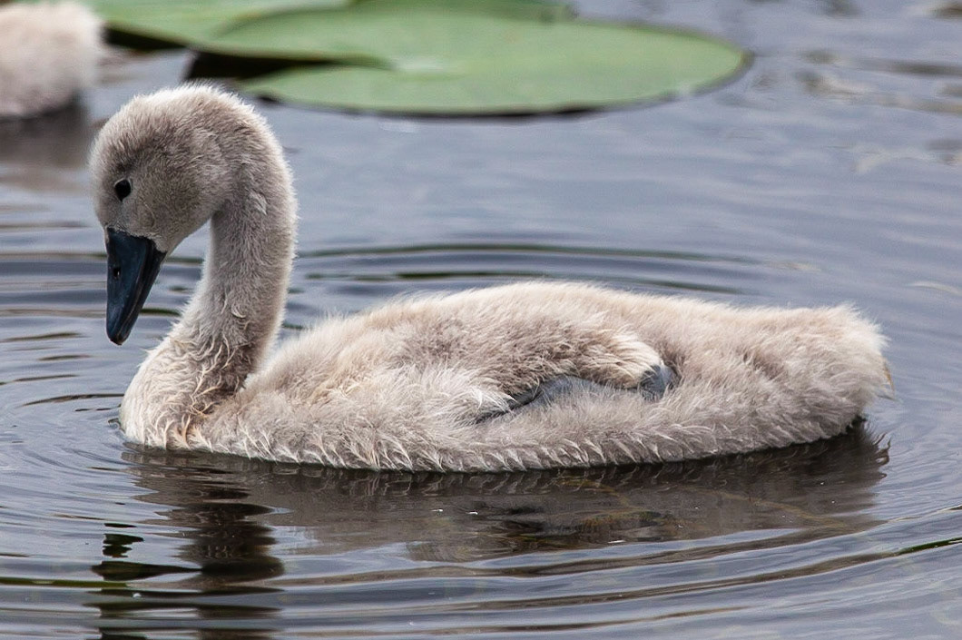 © 2020 Billy Hodgkins Photography All rights reserved.