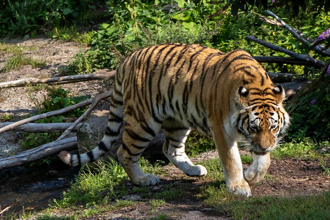 © 2023 Billy Hodgkins Photography All rights reserved.