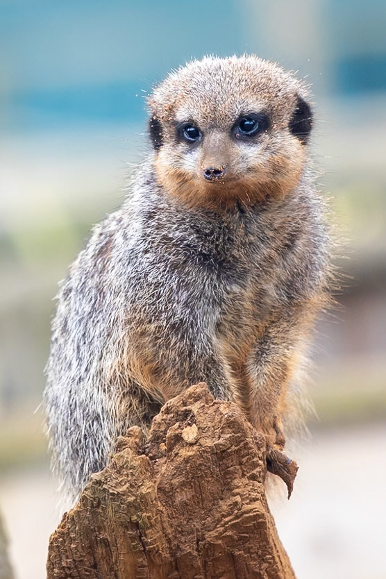 © 2021 Billy Hodgkins Photography All rights reserved.