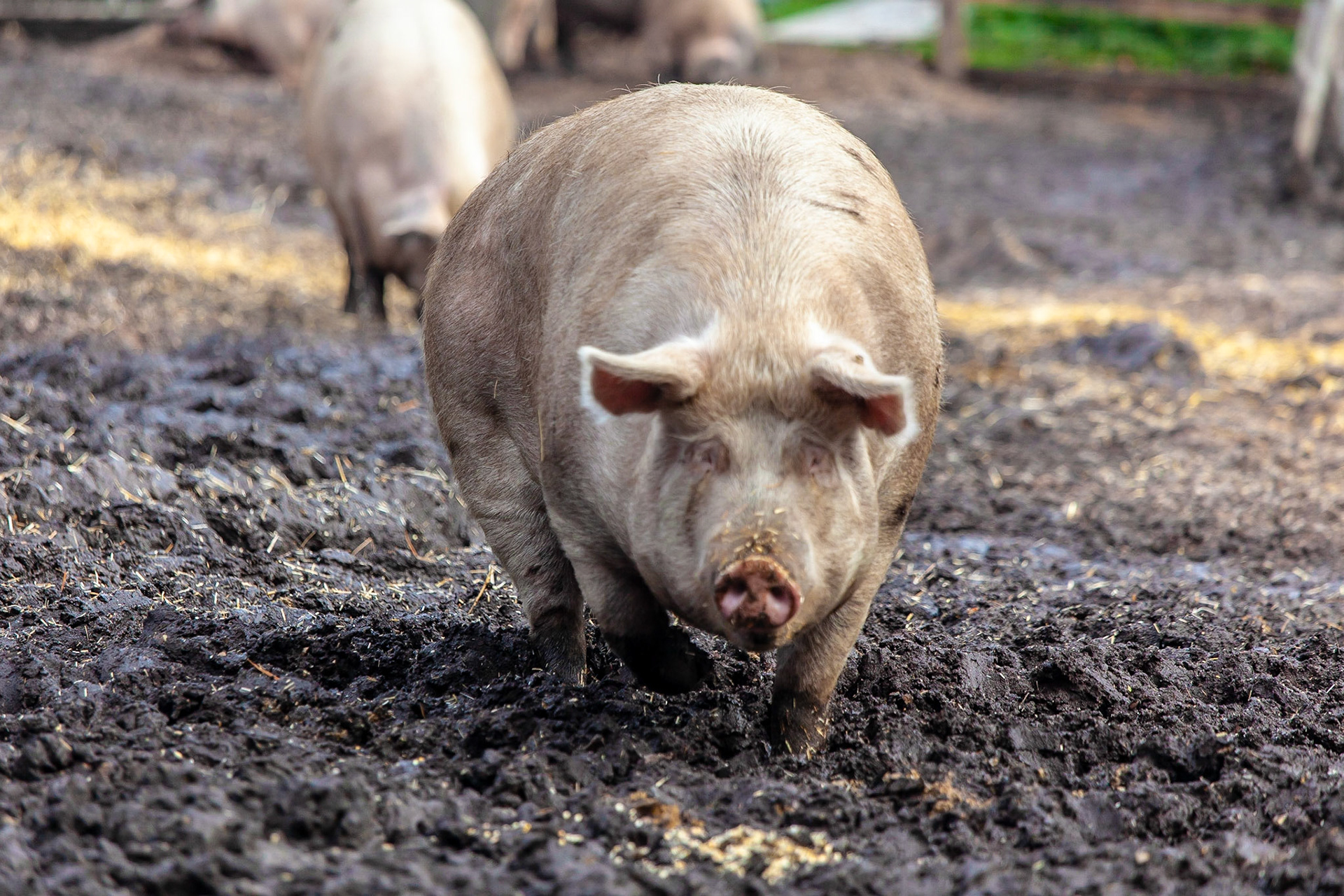 © 2018 Billy Hodgkins Photography All rights reserved.