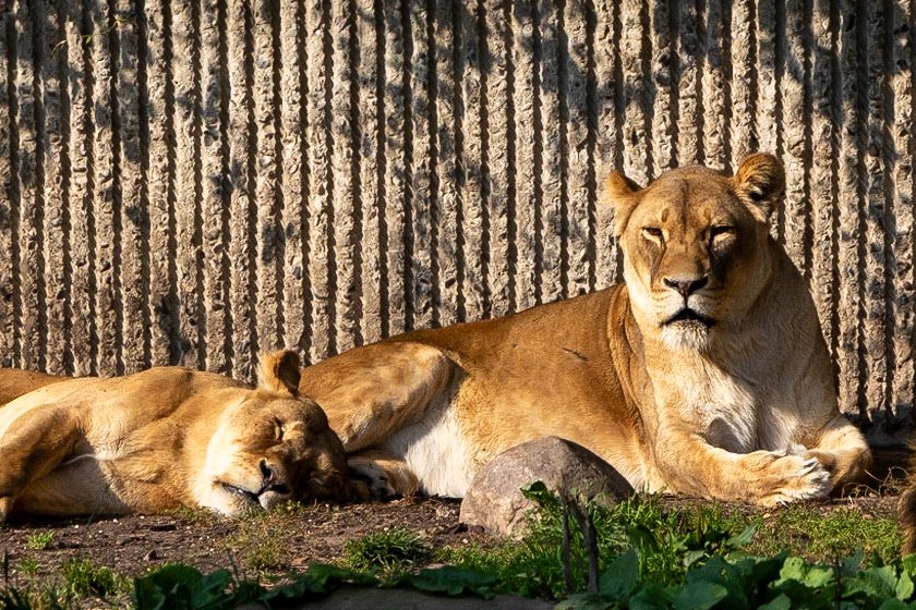 © 2023 Billy Hodgkins Photography All rights reserved.