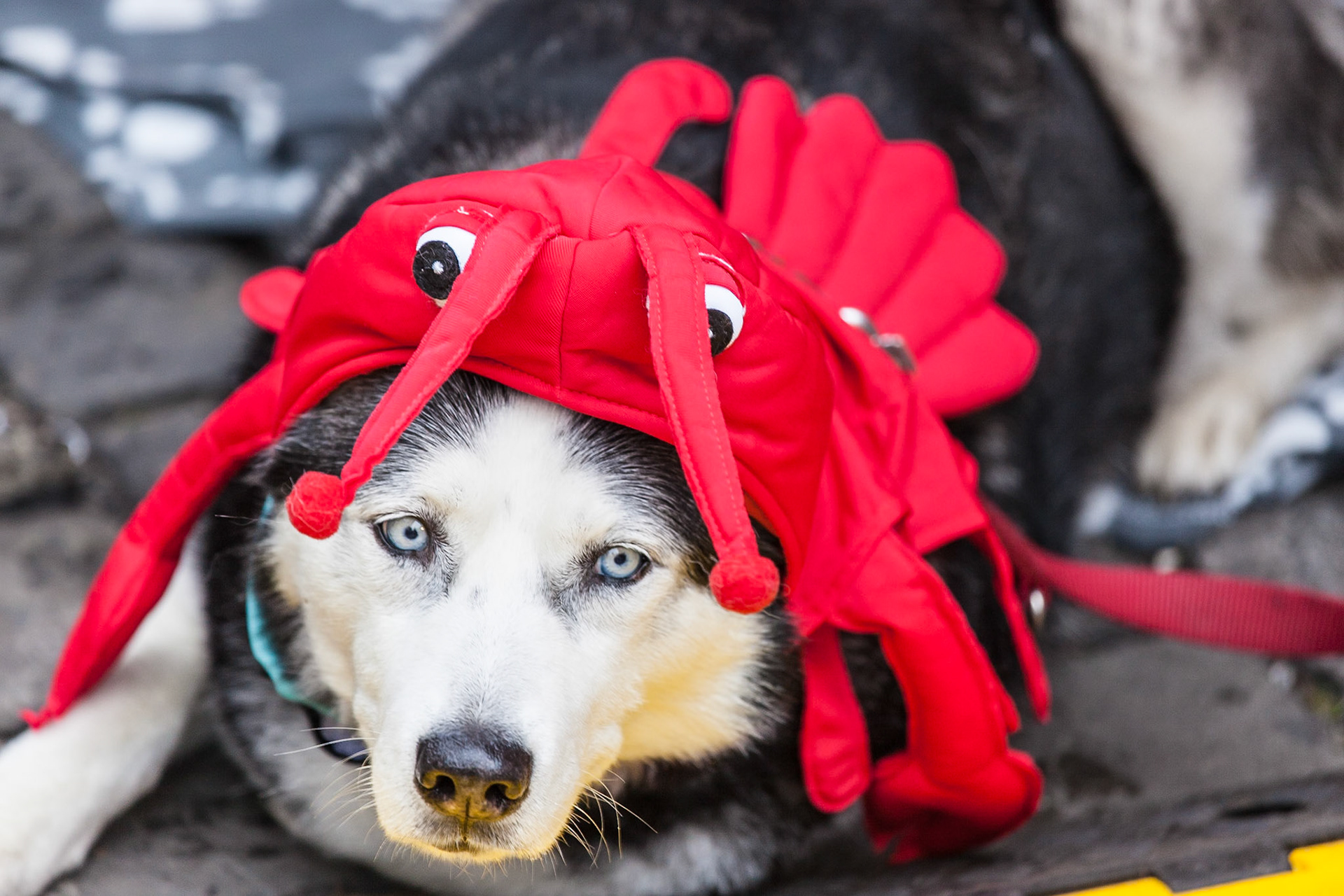 © 2017 Billy Hodgkins Photography All rights reserved.