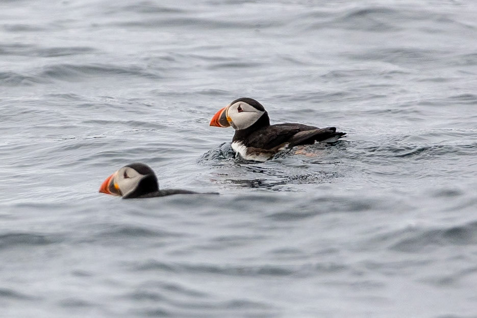 © 2023 Billy Hodgkins Photography All rights reserved.