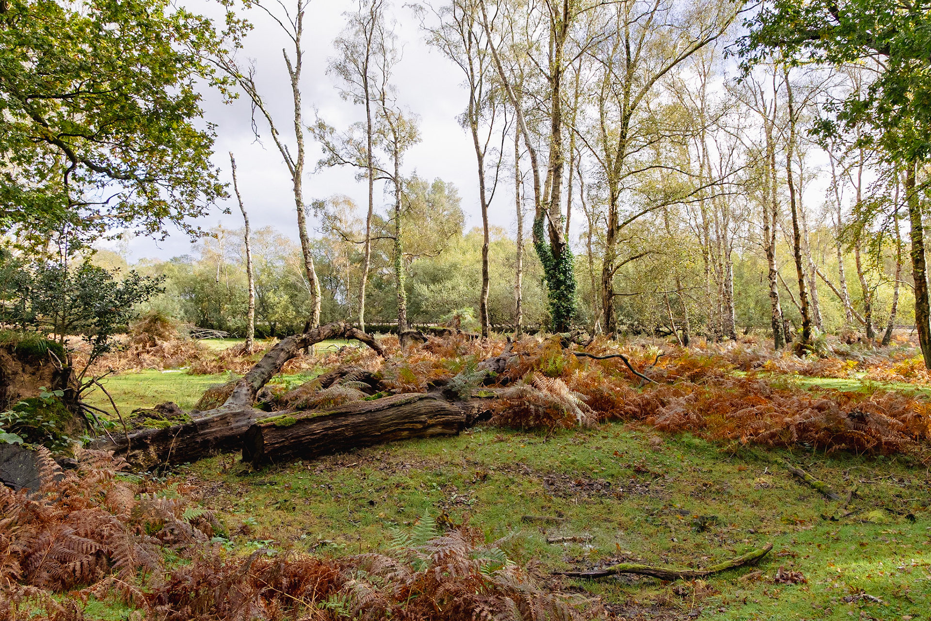 © 2023 Billy Hodgkins Photography All rights reserved.