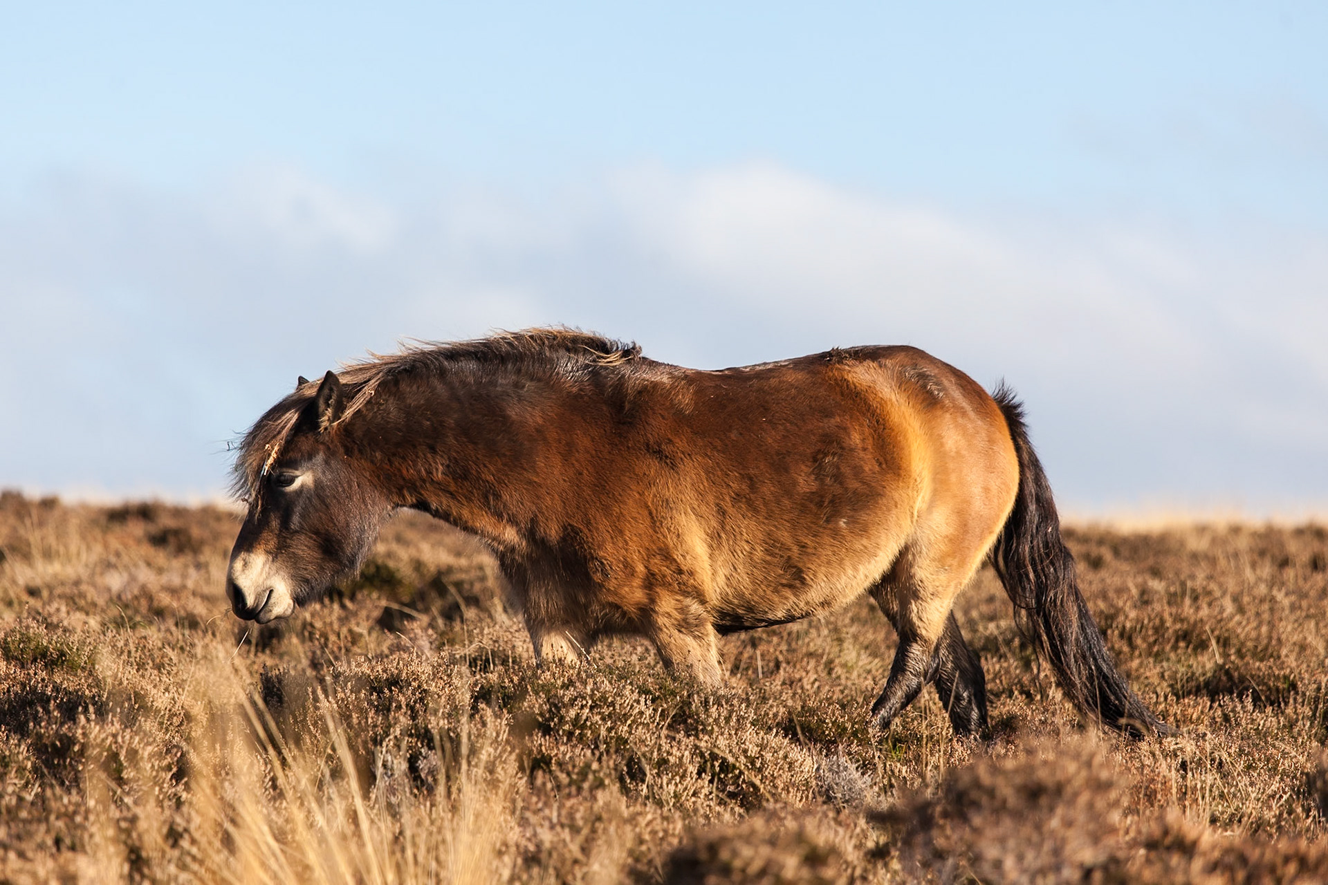 © 2016 Billy Hodgkins Photography All rights reserved.