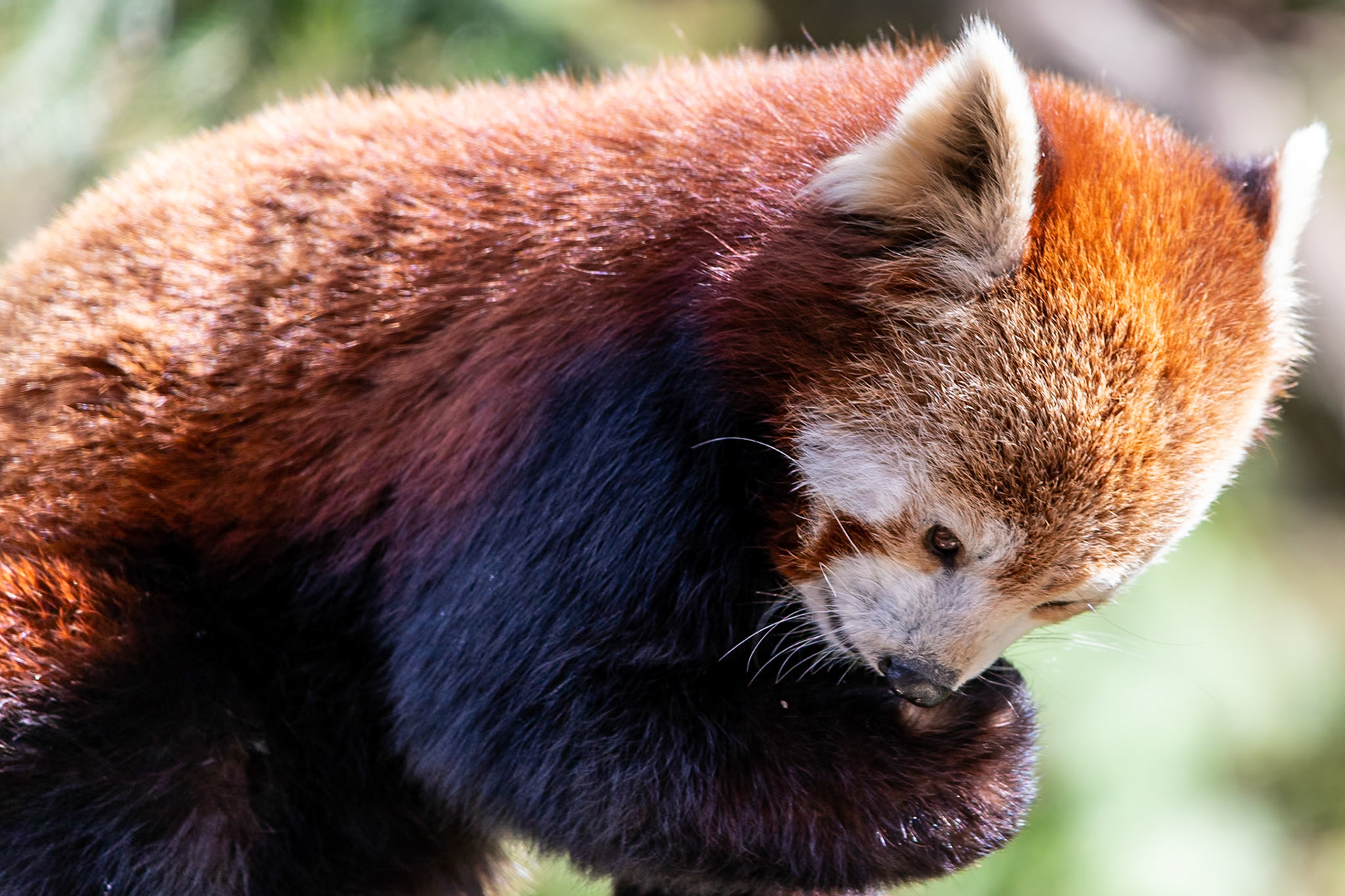 © 2021 Billy Hodgkins Photography All rights reserved.