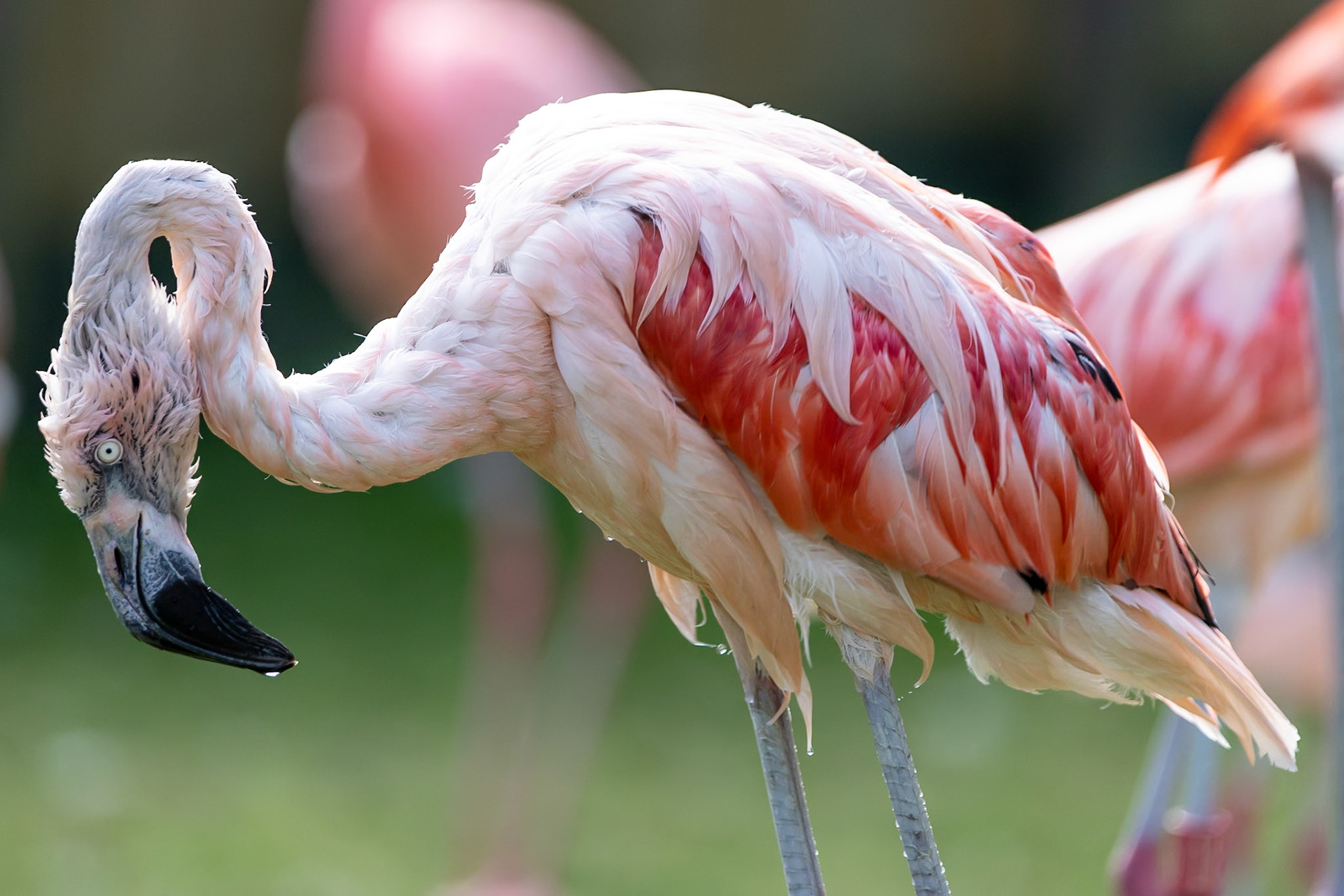 © 2021 Billy Hodgkins Photography All rights reserved.