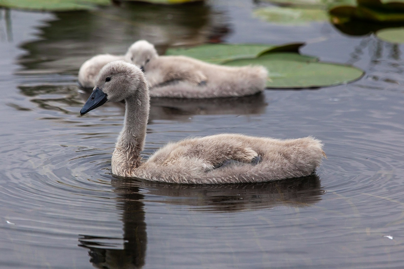 © 2020 Billy Hodgkins Photography All rights reserved.