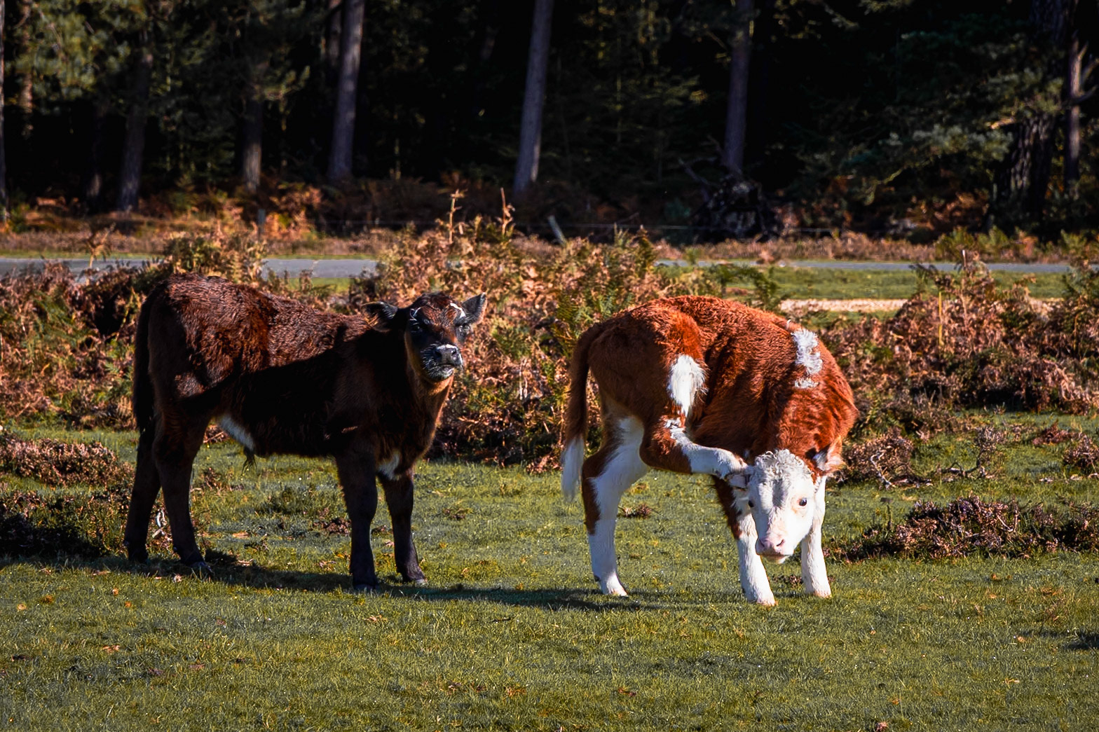 © 2023 Billy Hodgkins Photography All rights reserved.