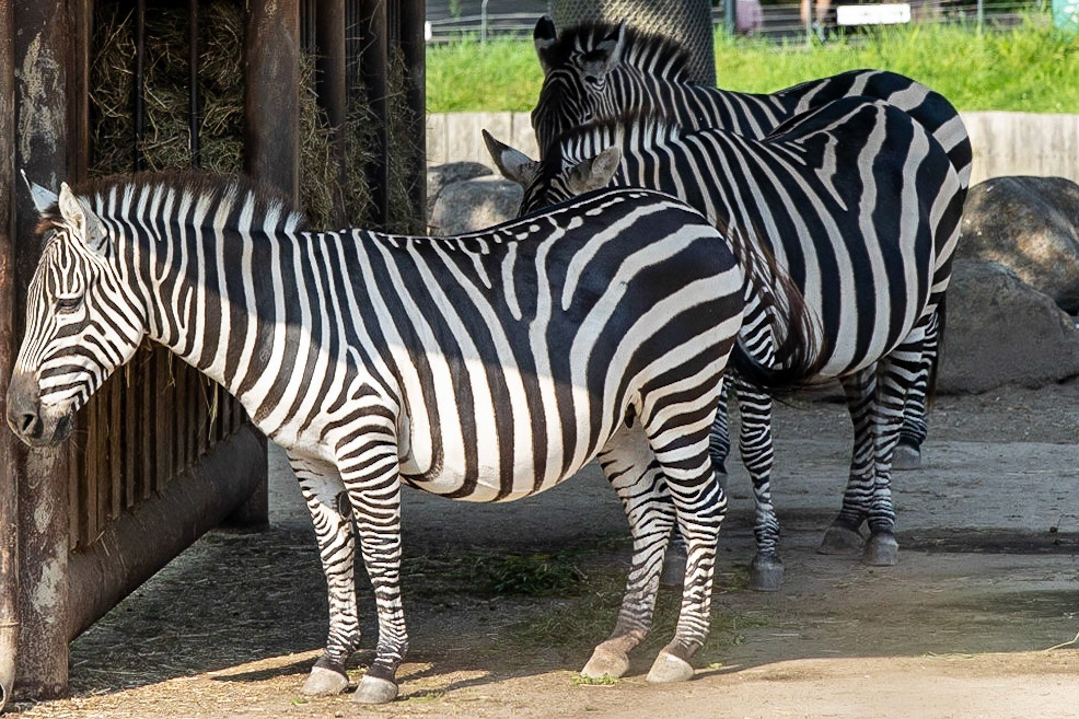 © 2023 Billy Hodgkins Photography All rights reserved.