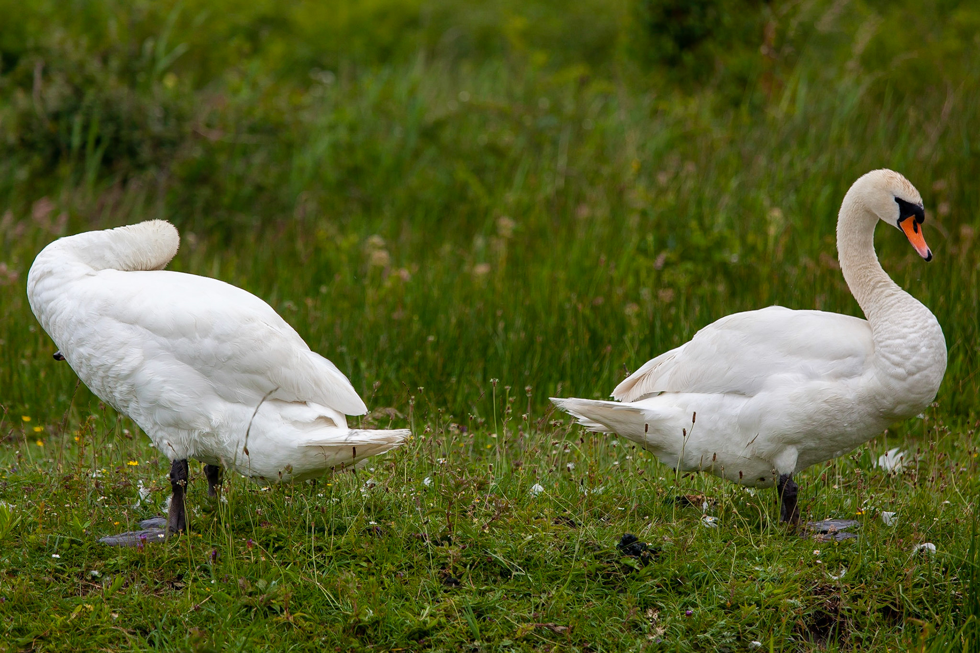 © 2020 Billy Hodgkins Photography All rights reserved.