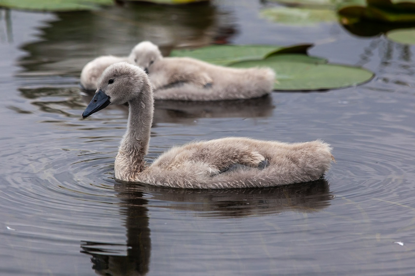 © 2020 Billy Hodgkins Photography All rights reserved.