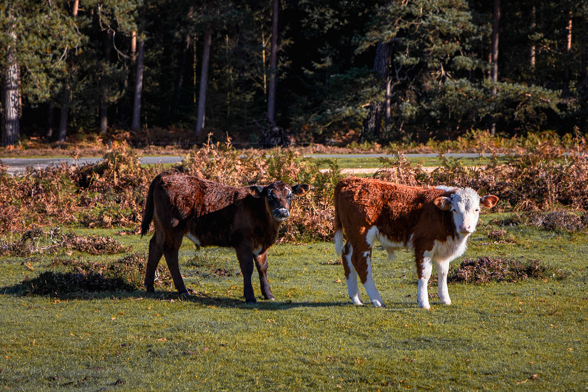 © 2023 Billy Hodgkins Photography All rights reserved.