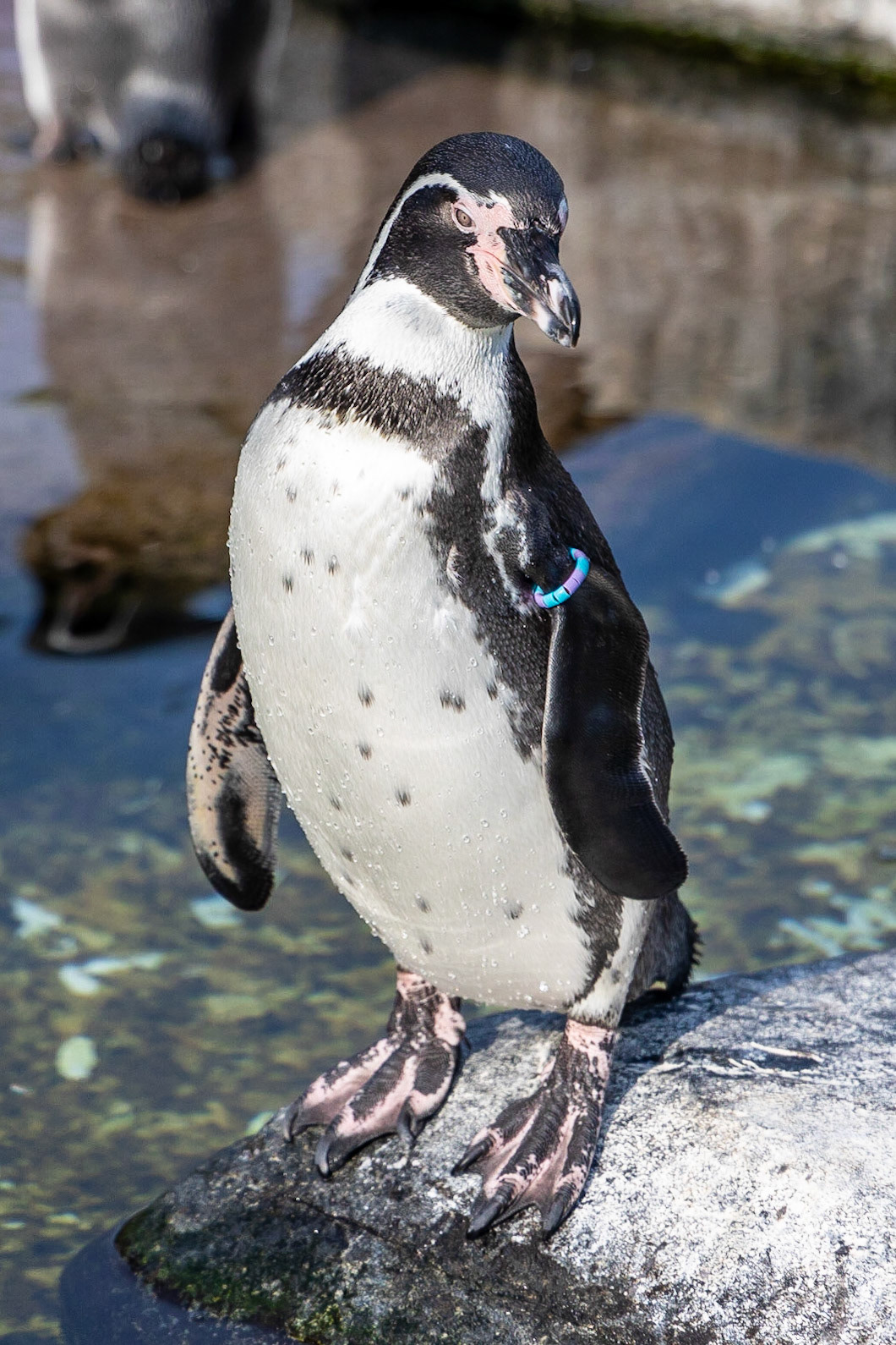 © 2023 Billy Hodgkins Photography All rights reserved.