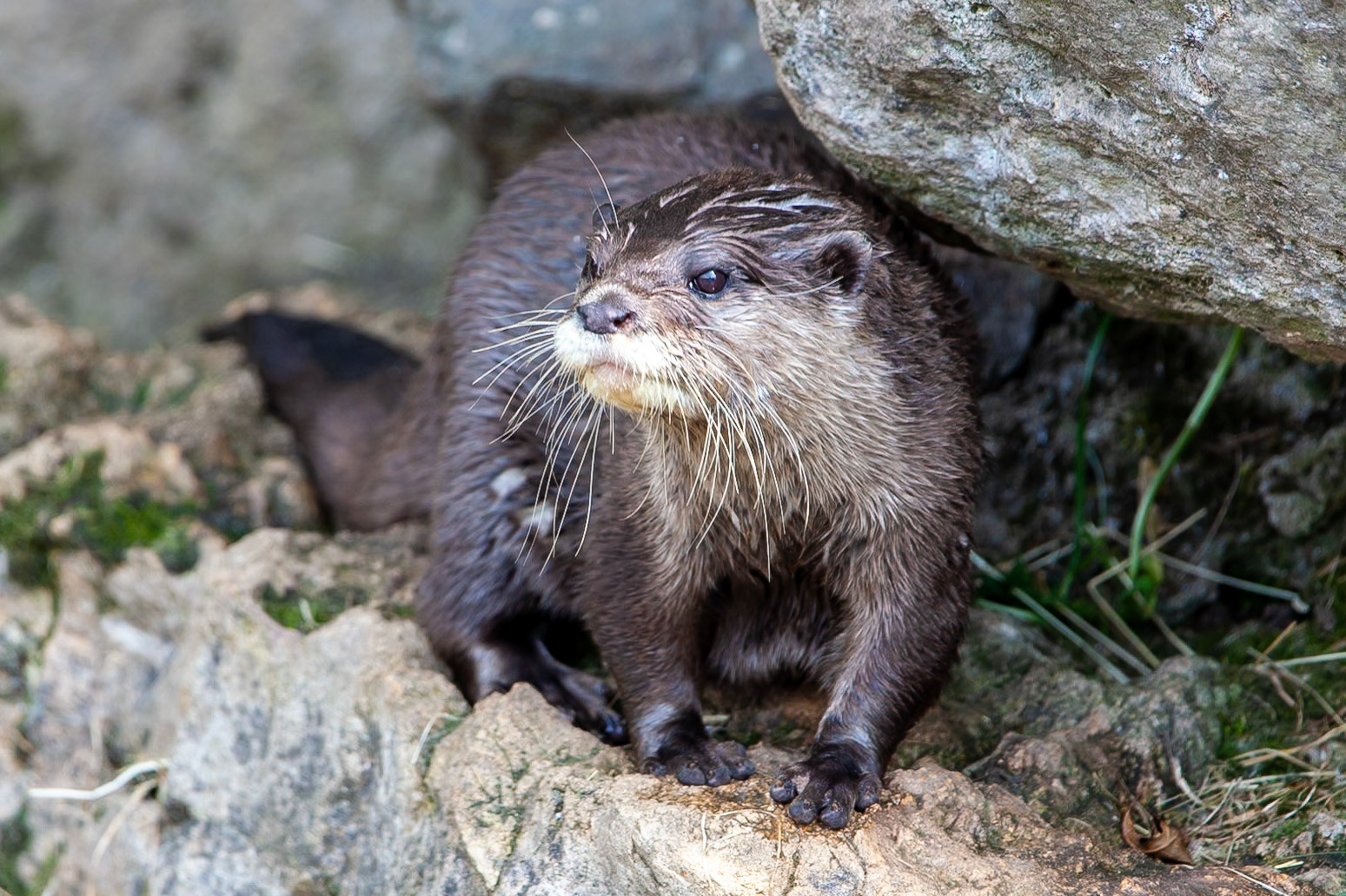 © 2020 Billy Hodgkins Photography All rights reserved.