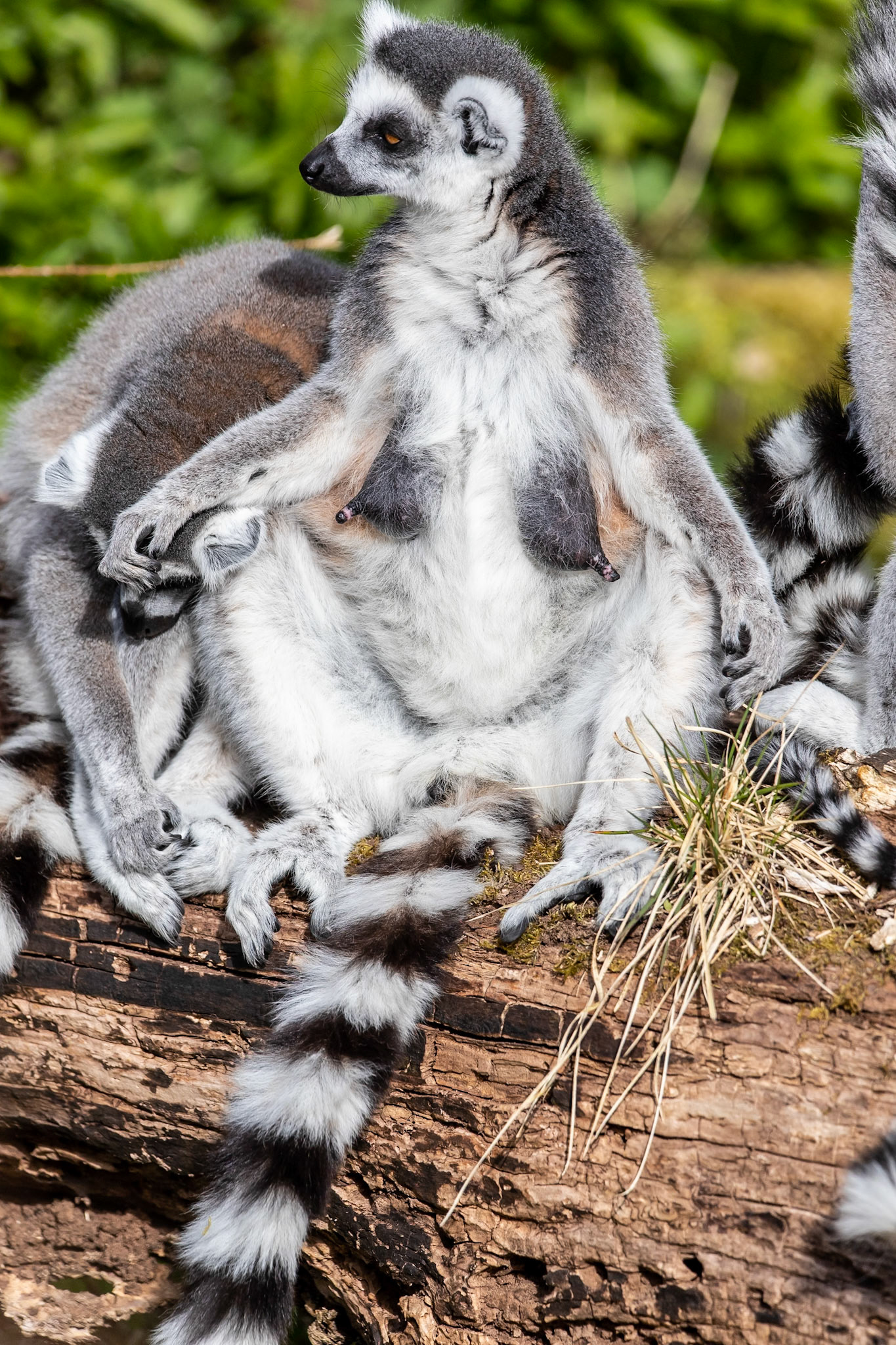 © 2021 Billy Hodgkins Photography All rights reserved.