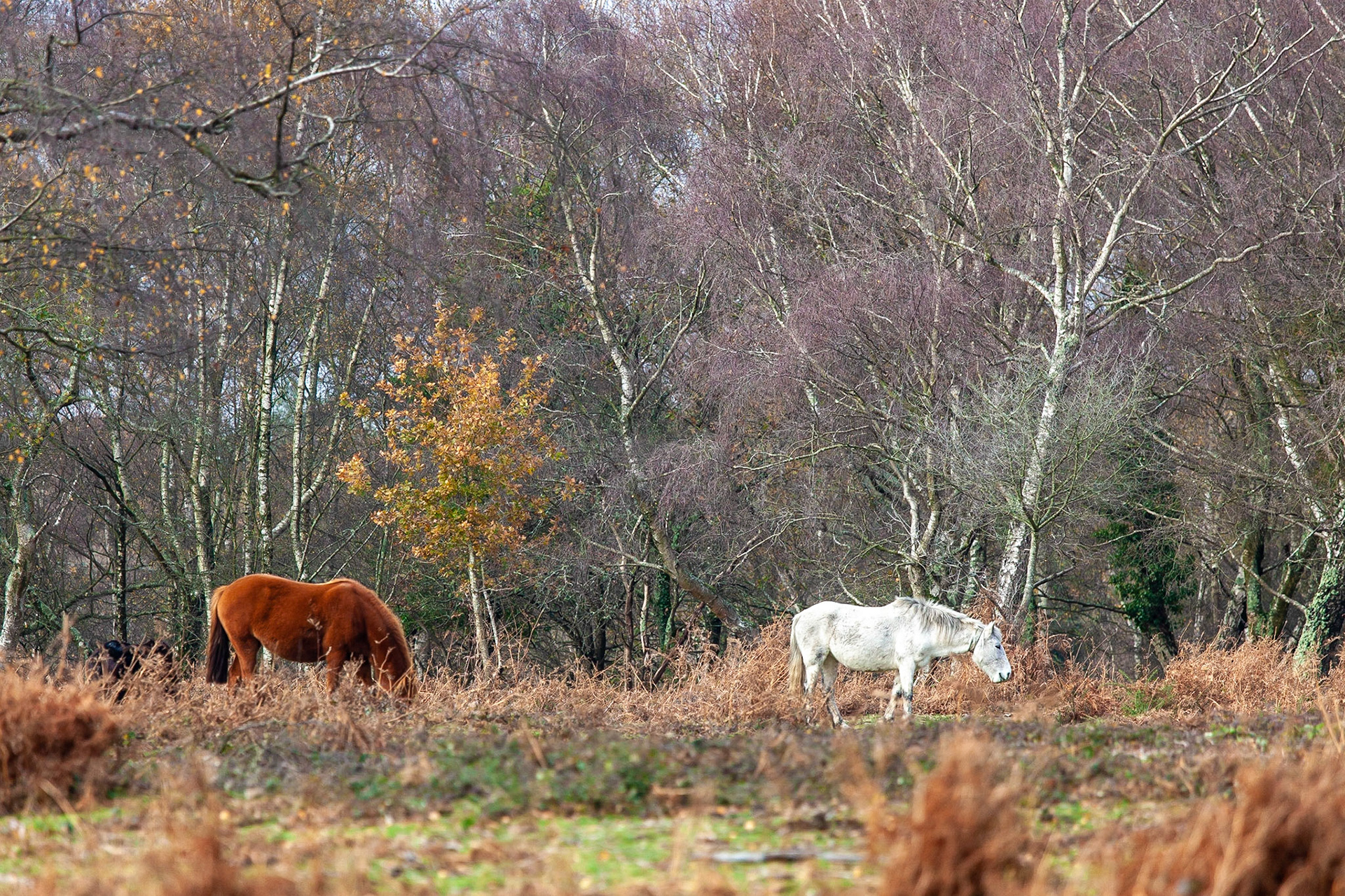 © 2018 Billy Hodgkins Photography All rights reserved.