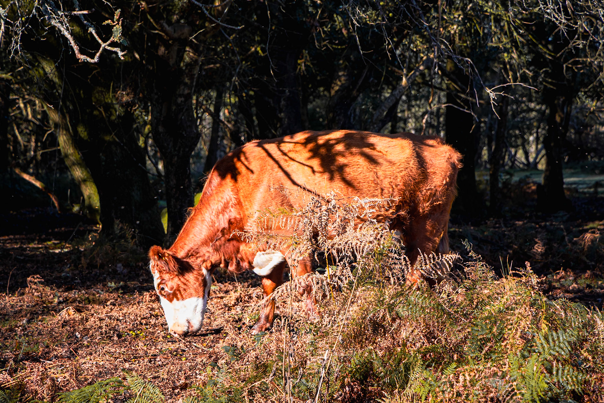 © 2023 Billy Hodgkins Photography All rights reserved.