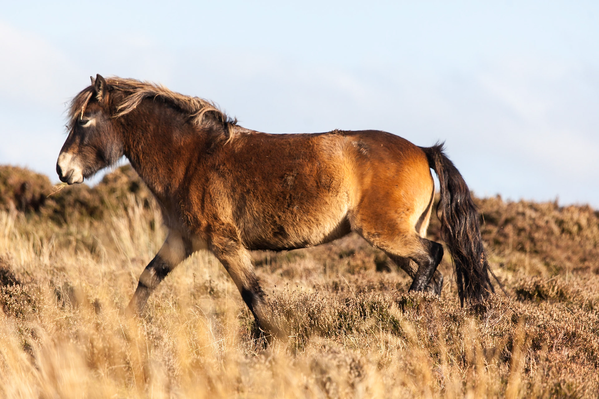© 2016 Billy Hodgkins Photography All rights reserved.