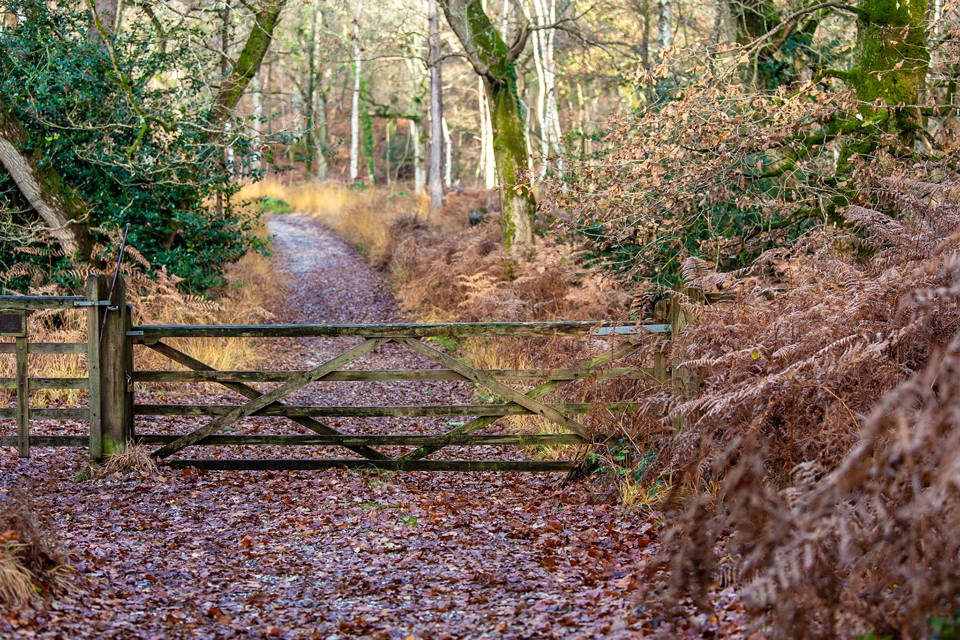 © 2018 Billy Hodgkins Photography All rights reserved.