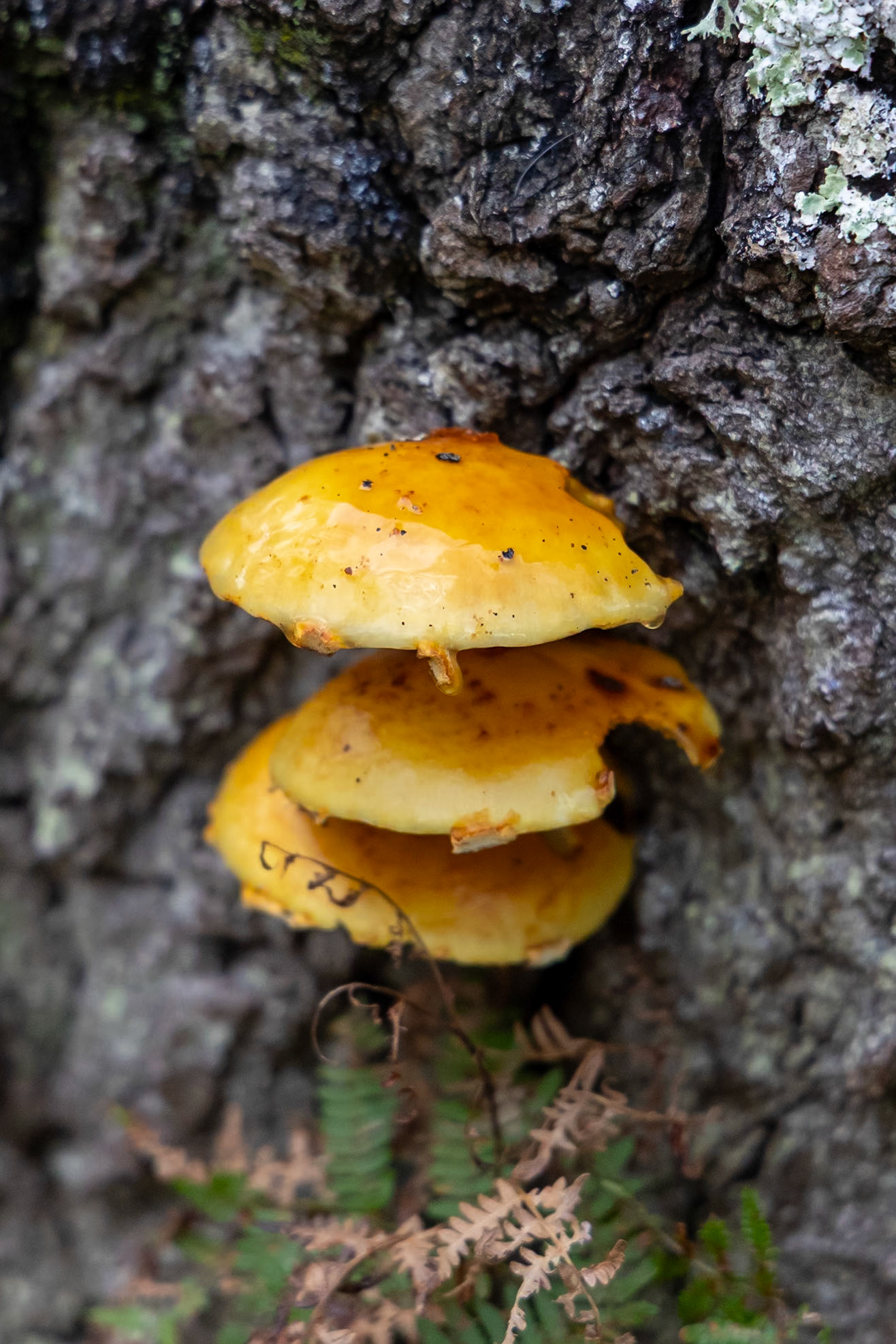 © 2023 Billy Hodgkins Photography All rights reserved.