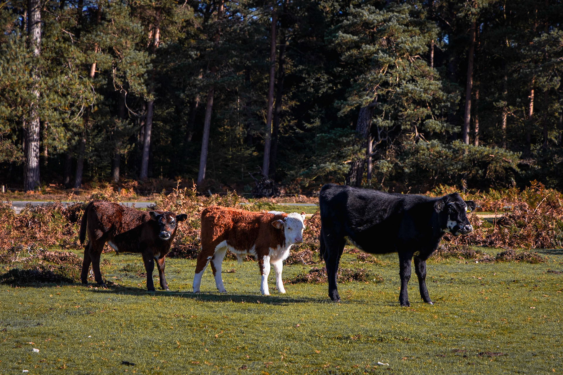 © 2023 Billy Hodgkins Photography All rights reserved.