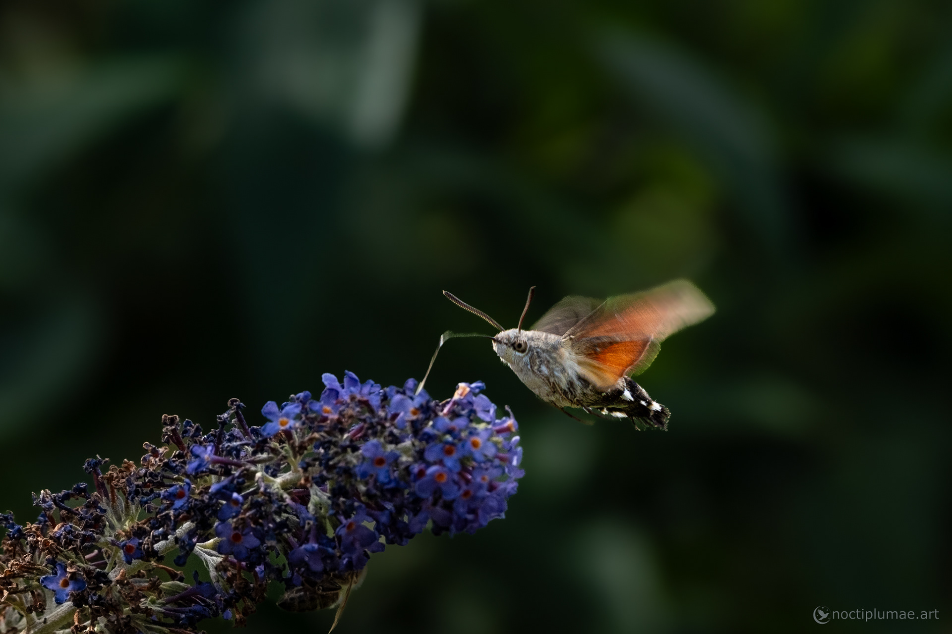 Hummingbird hawk-moth