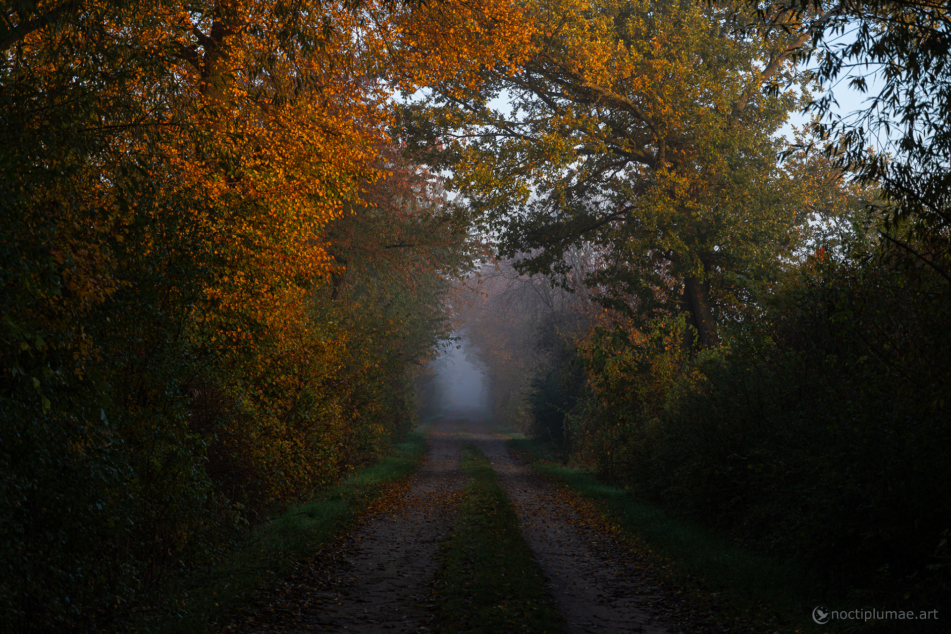 Autumn morning with fog