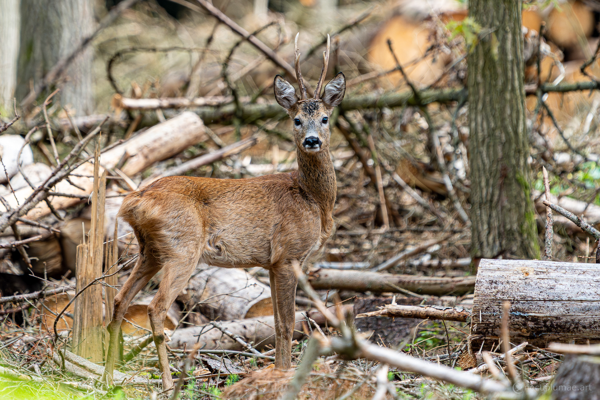 the stag is watching you