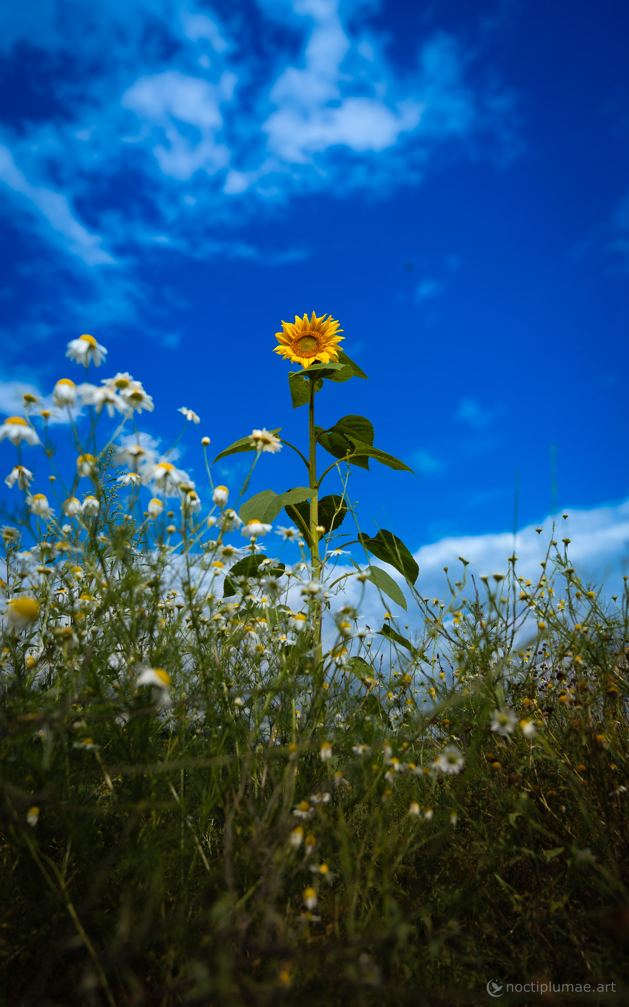 The lonely Sunflower