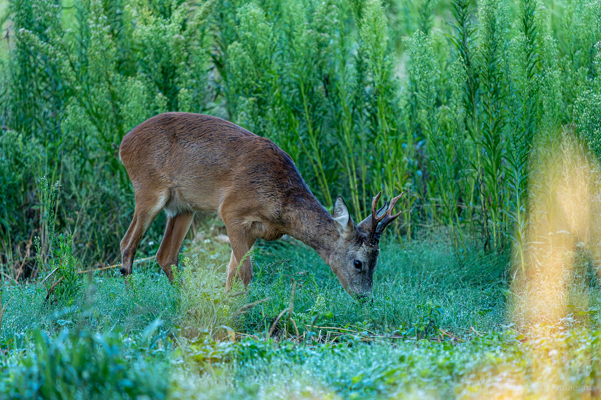 fallow deer stag in the morning