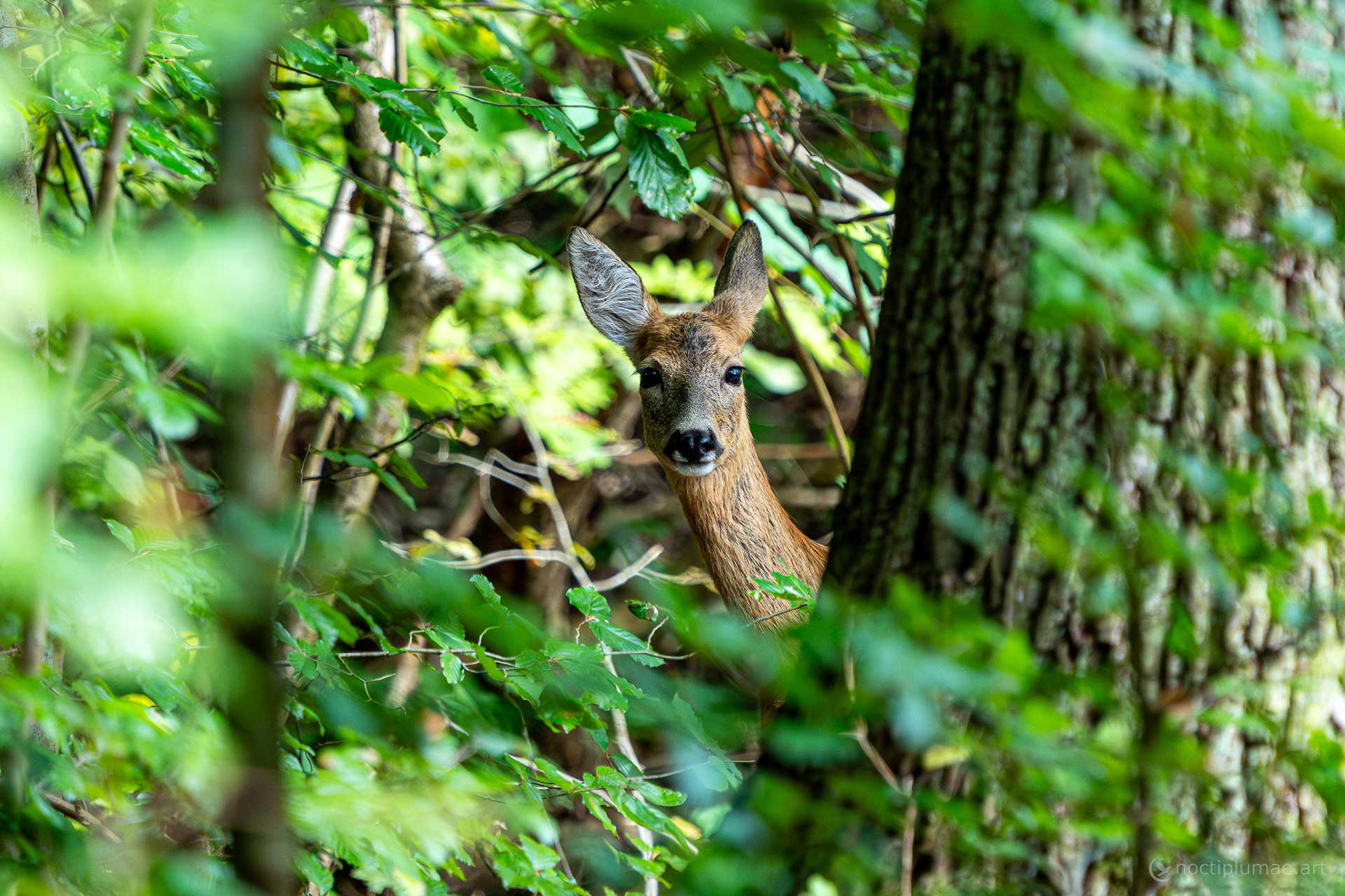 Hello there. What's up?