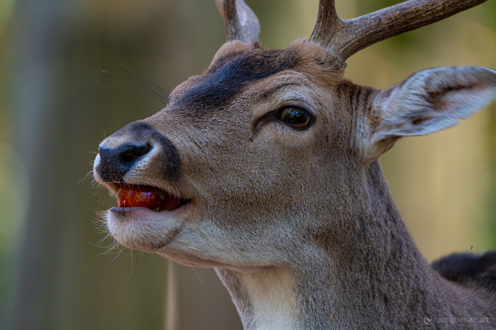 An apple a day keeps the doctor away.