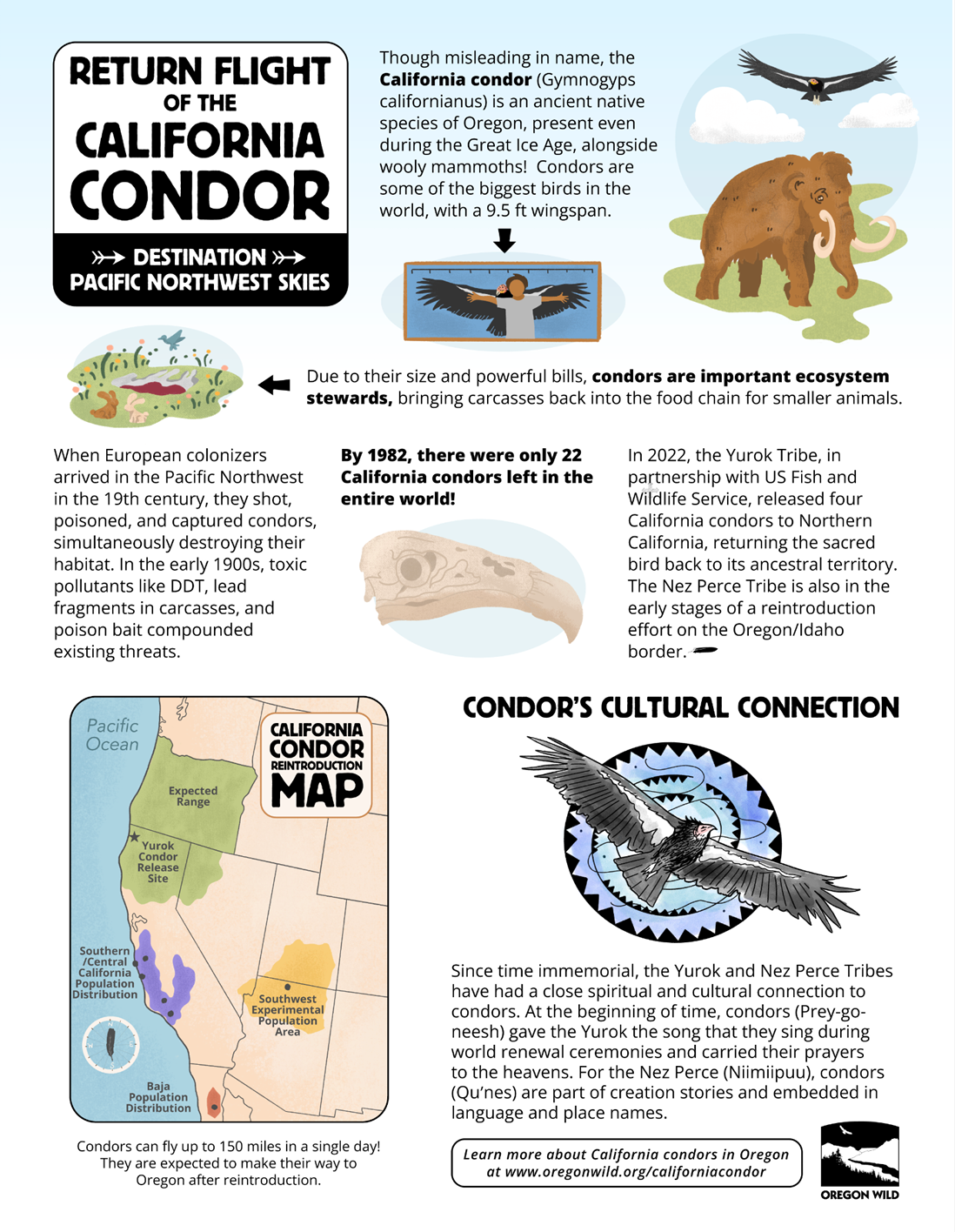 A graphic of an Identification Guide for the California Condor. The page features a white background with light blue accents and colorful illustrations showcasing the history, significance, and special features of the Condor.