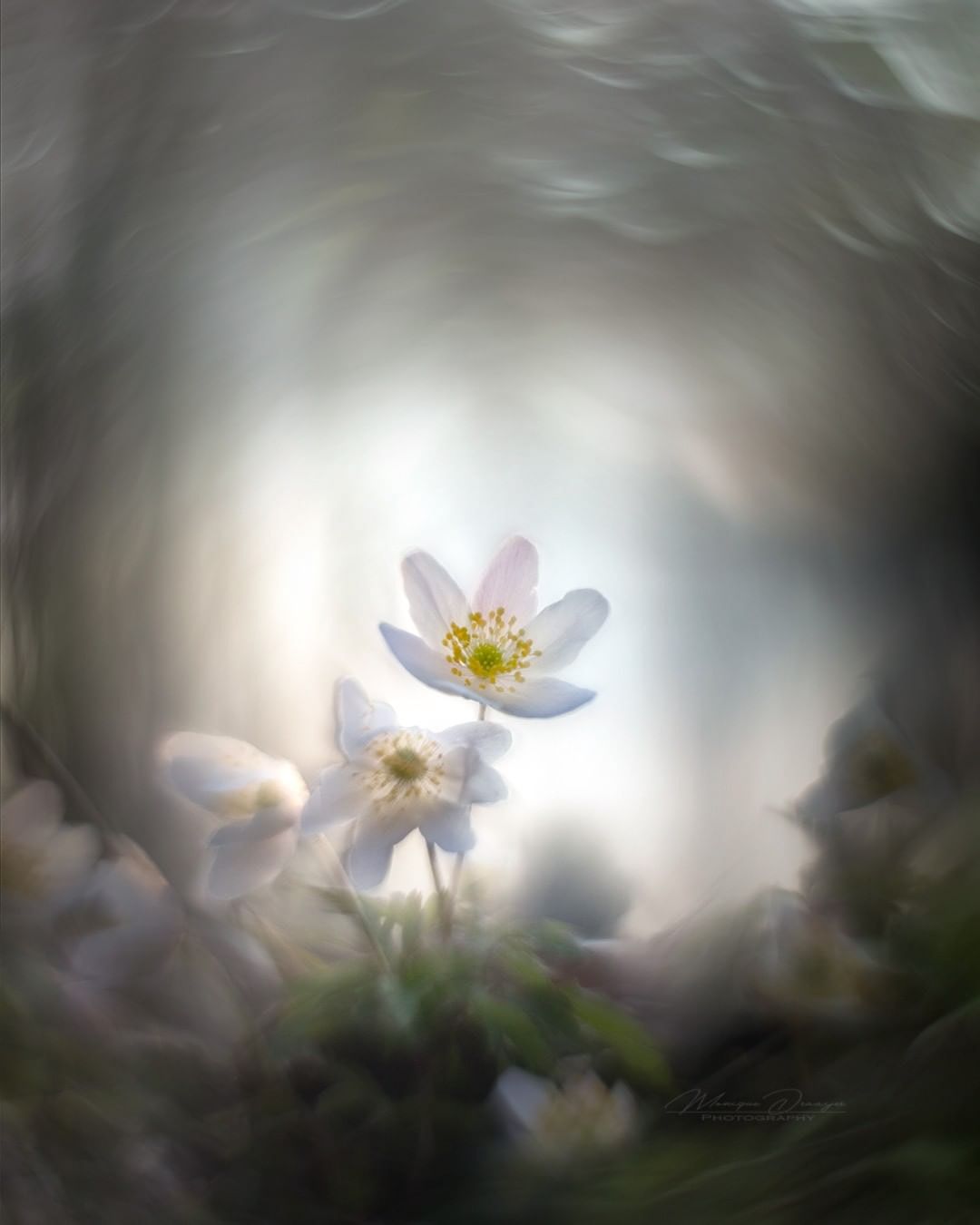 HELIOS 44M-2 F2 58mm (swirly bokeh)