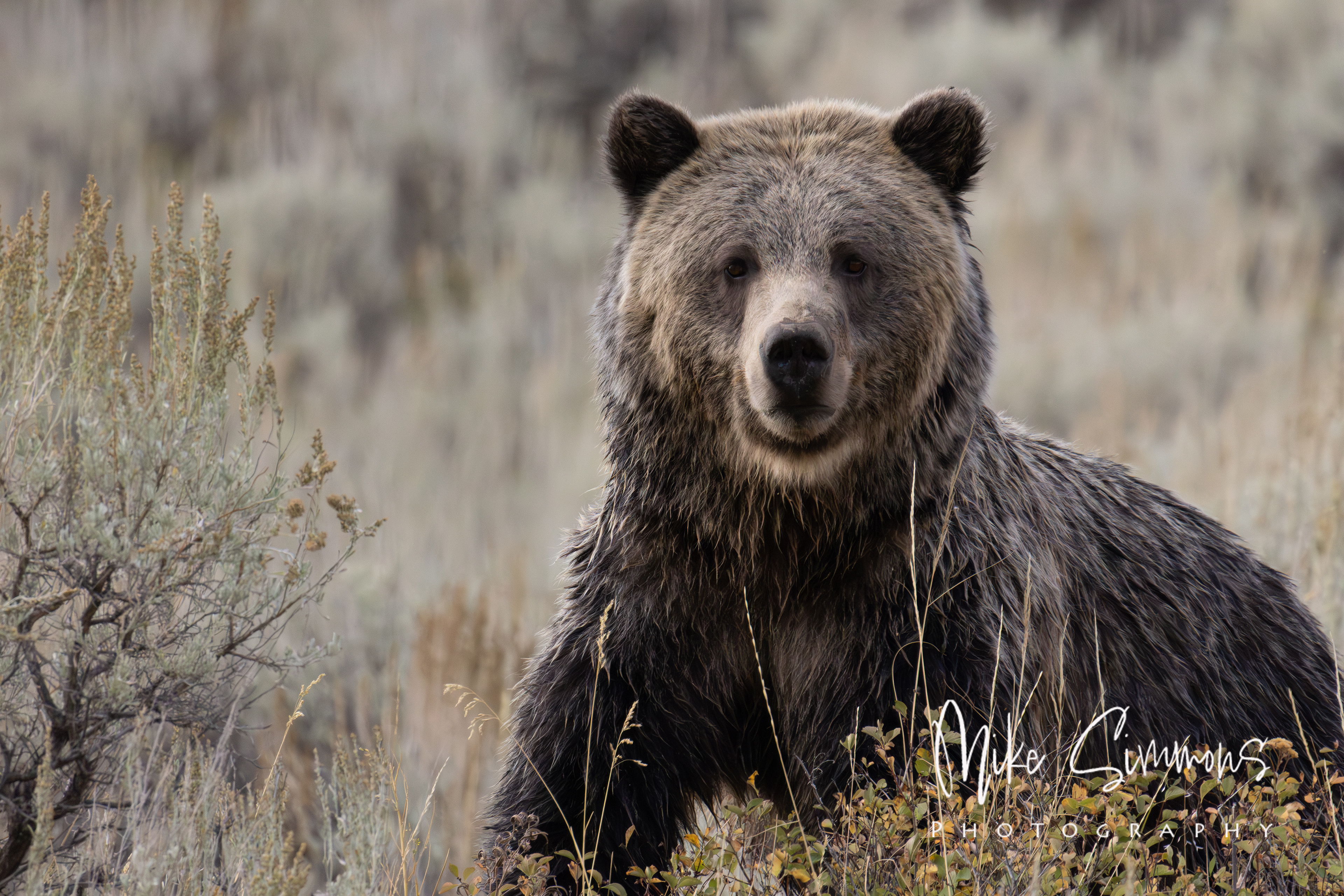 Grizzly at Yellowstone NP #1