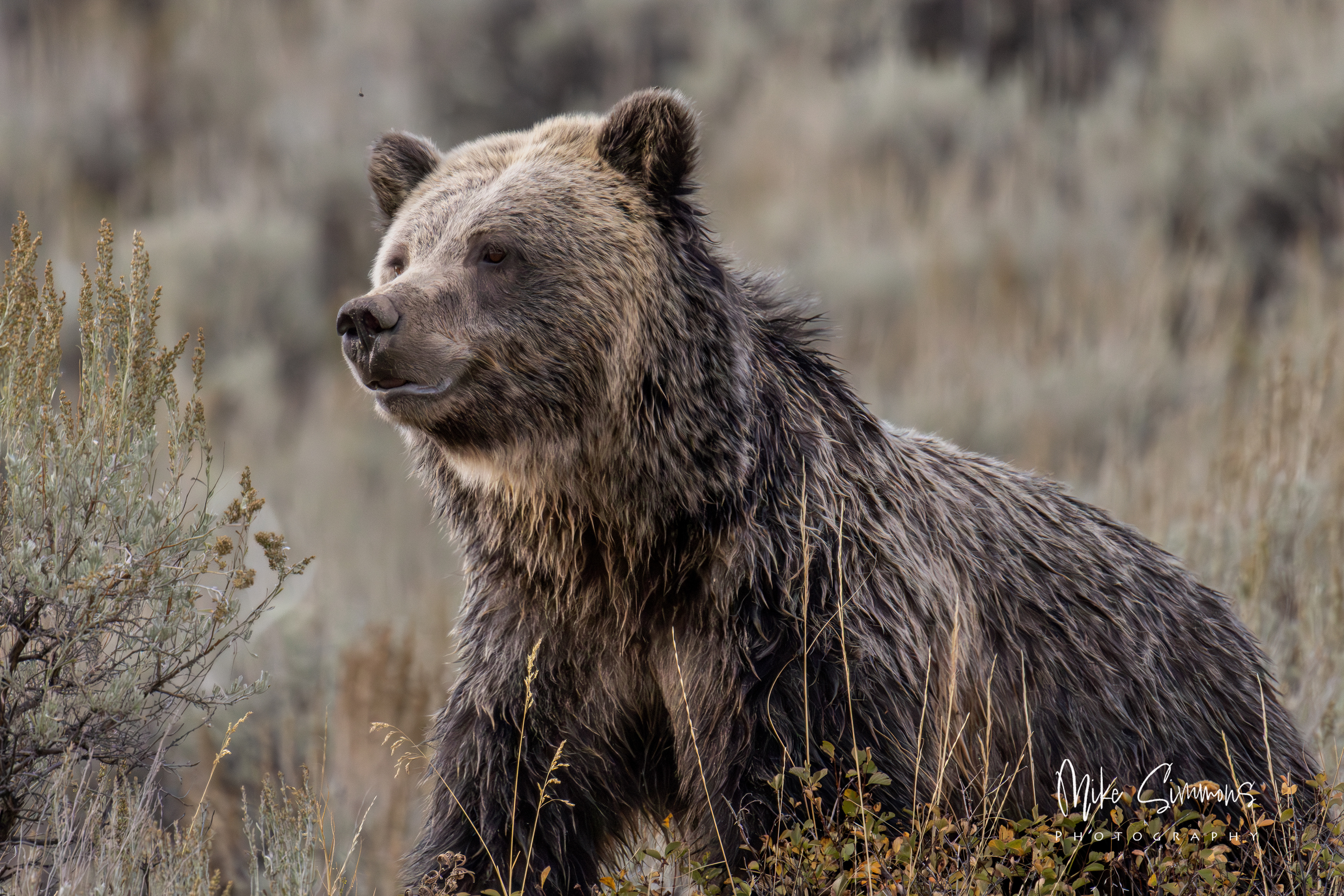 Grizzly at Yellowstone NP #7