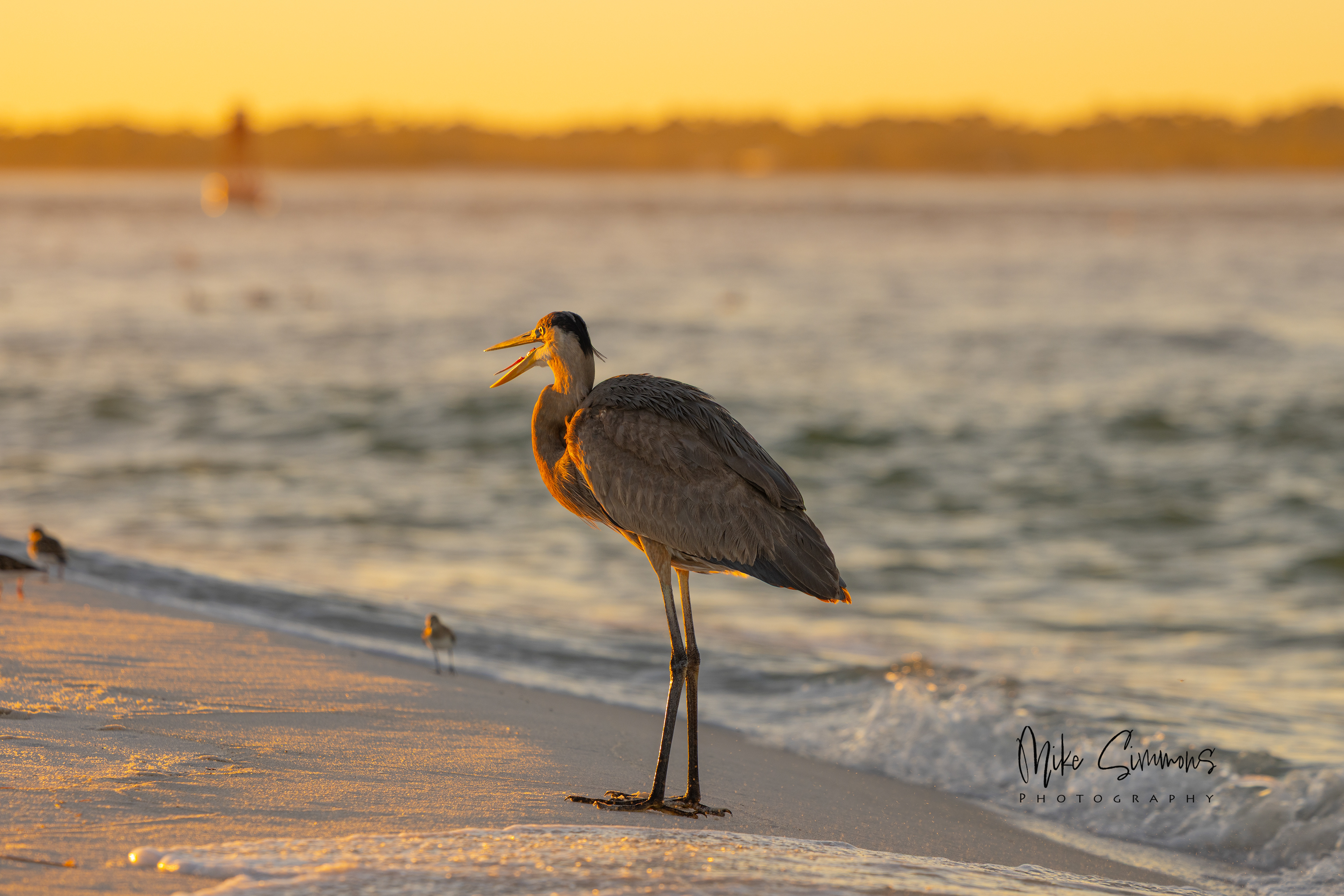 Great blue heron Pensacola, FL