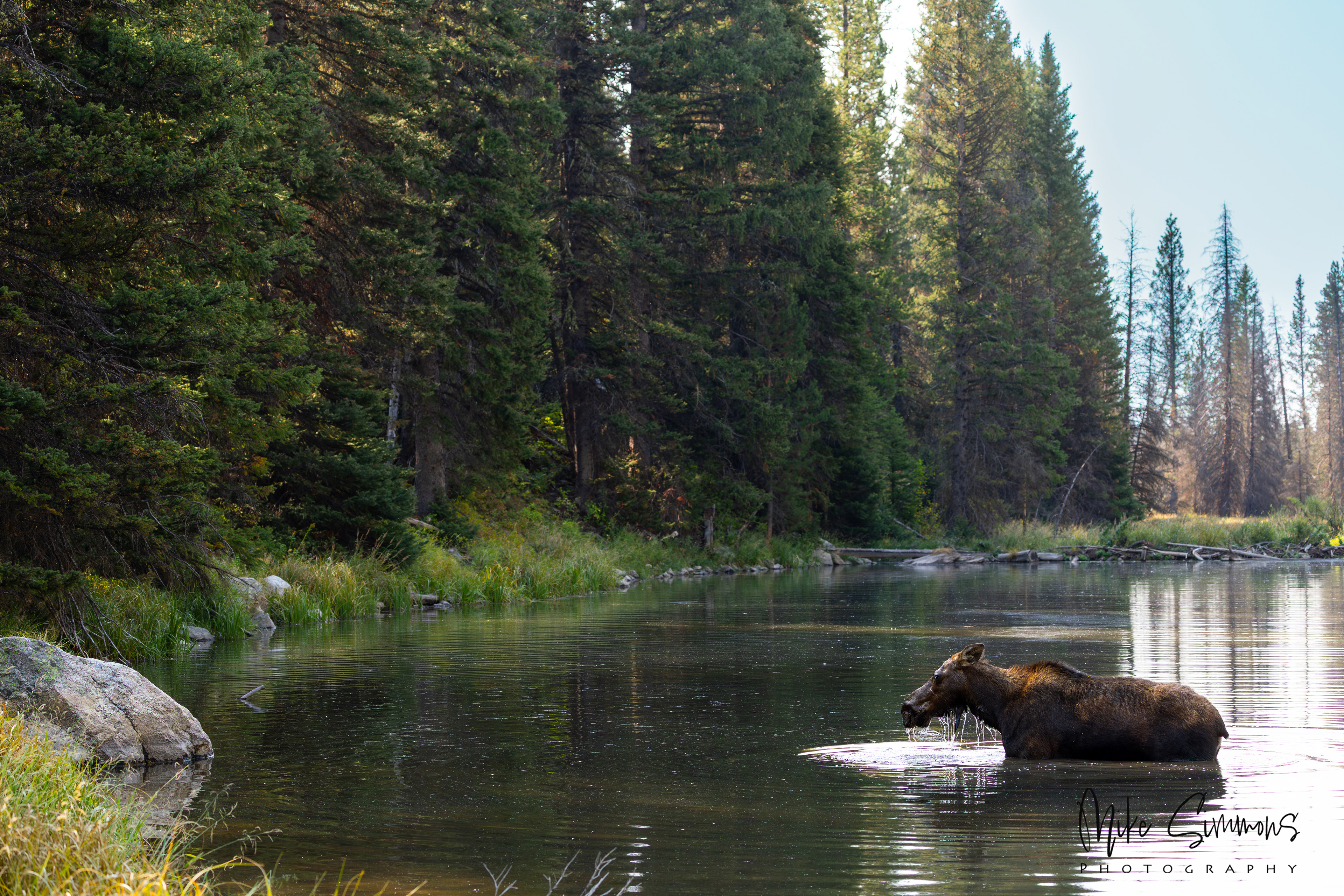 Moose Pond in the Grand Tetons NP