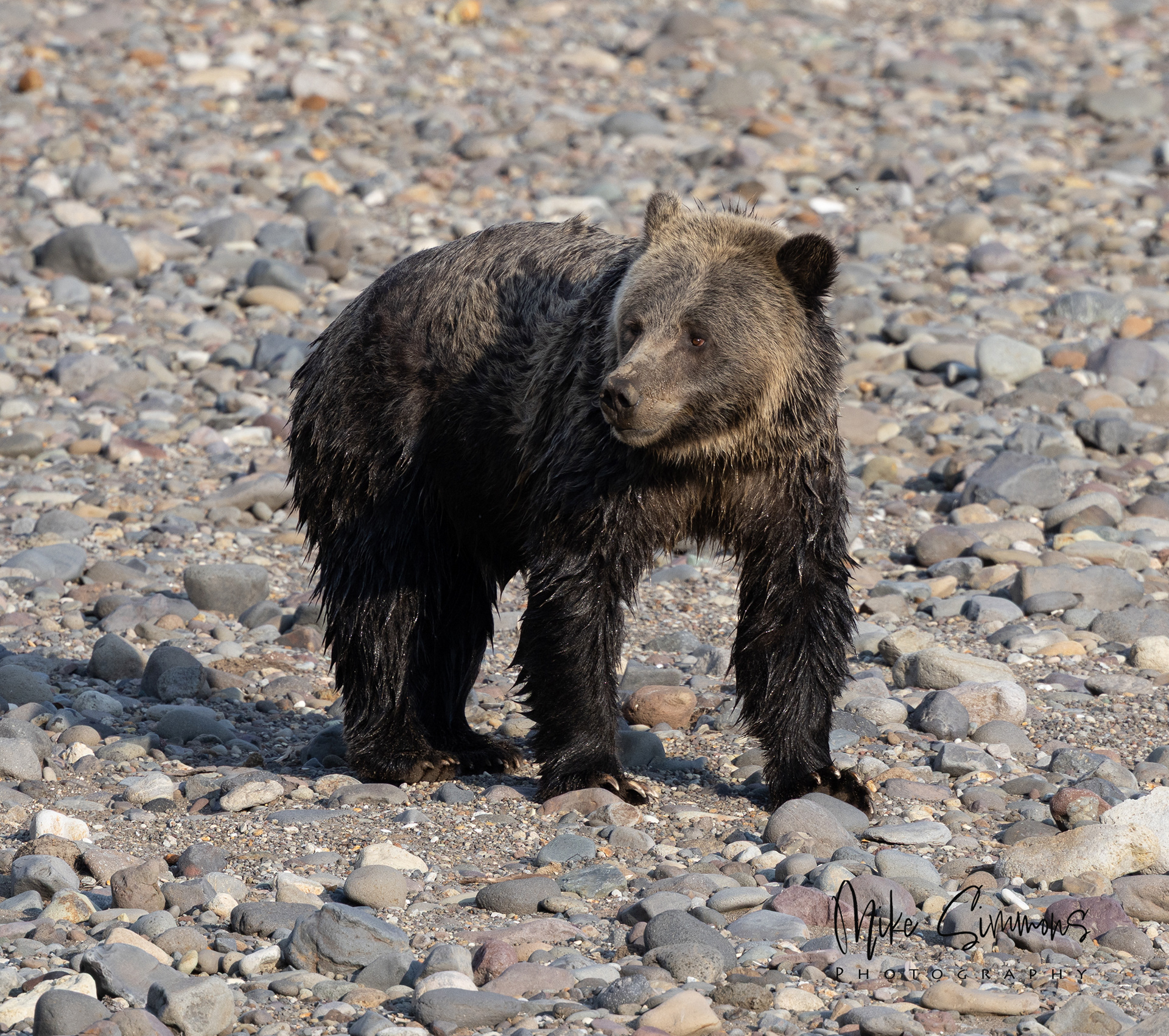 Grizzly at Yellowstone NP #10
