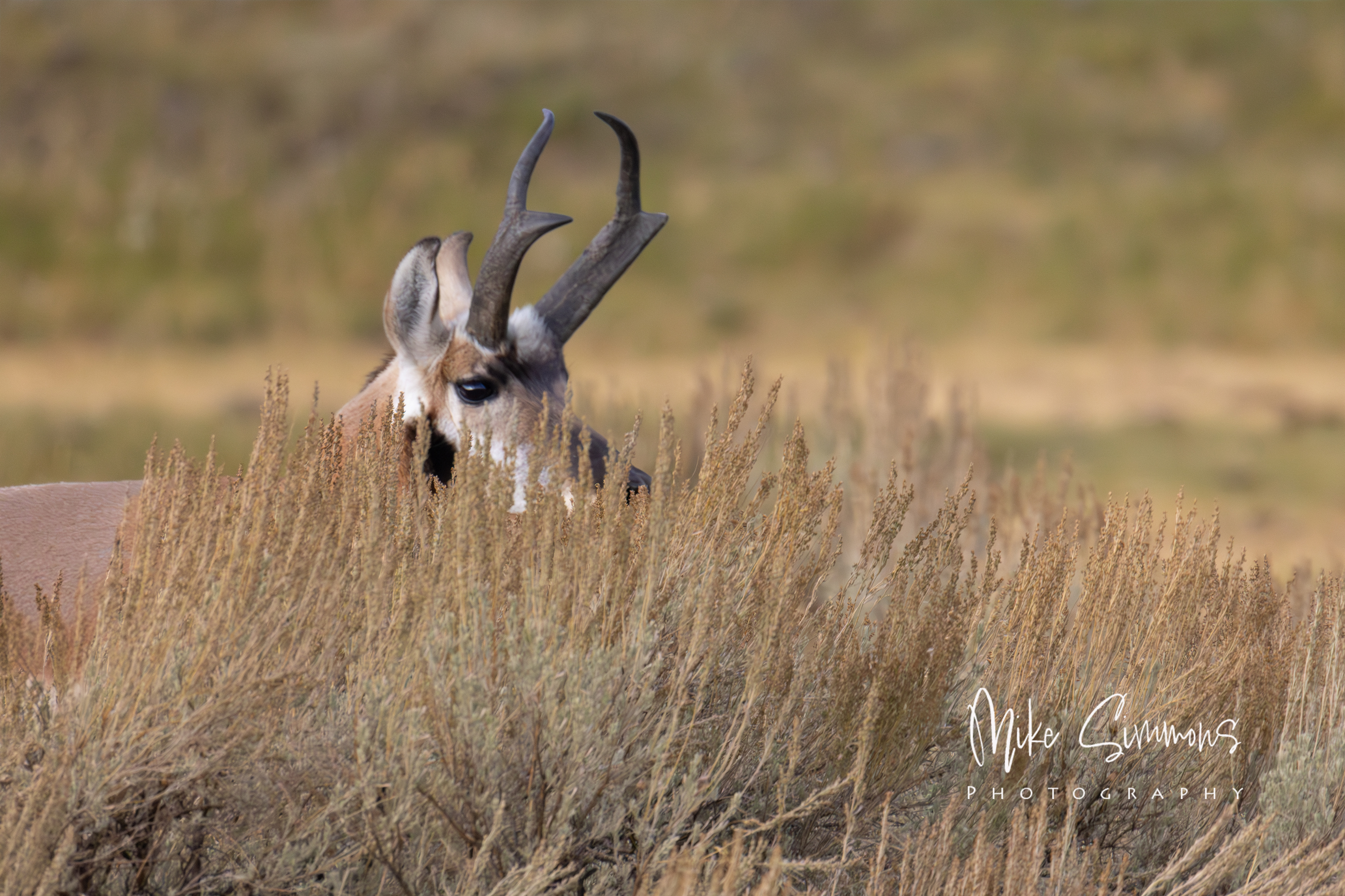 Prong Horn in Yellowstone NP #1