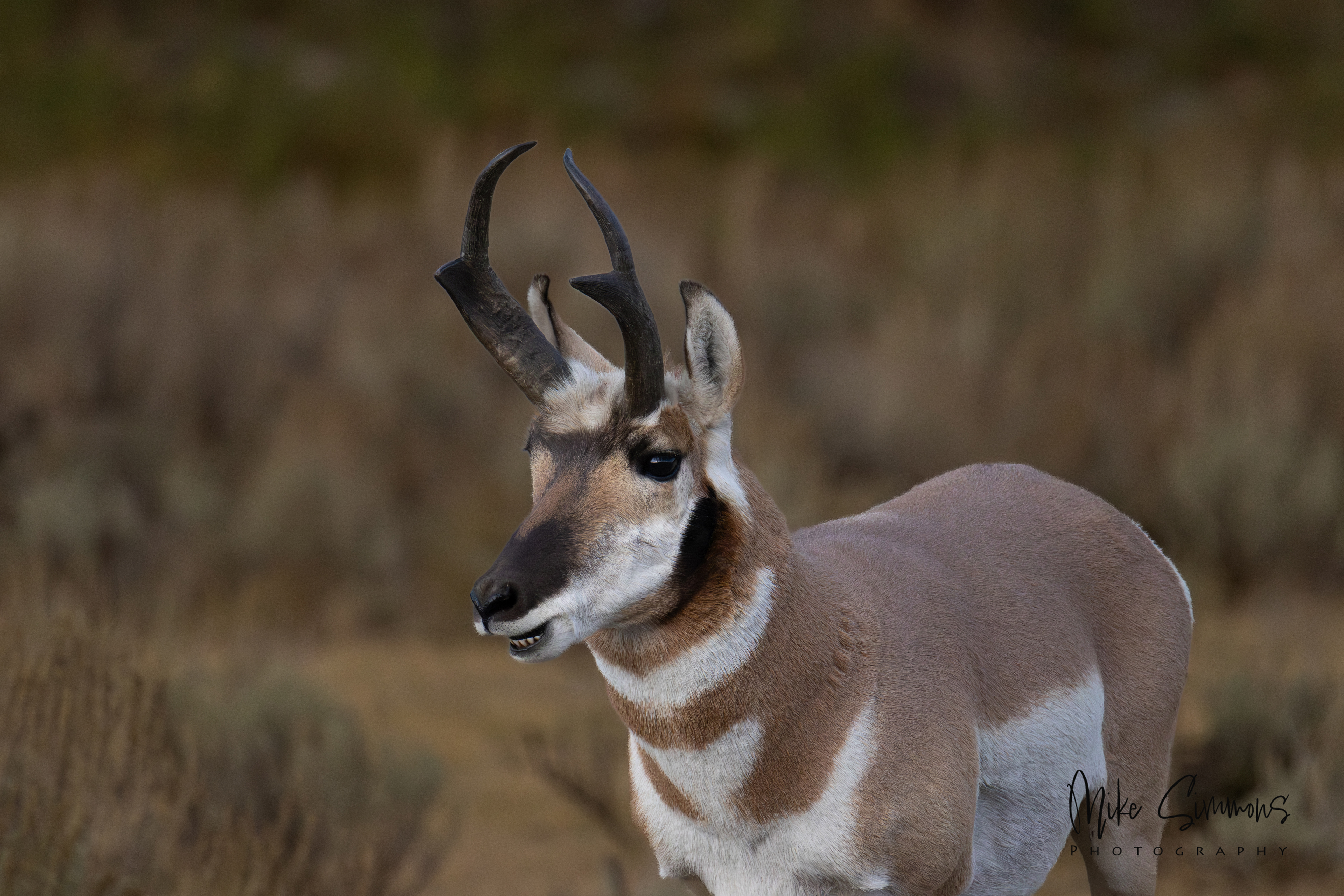 Prong Horn in Yellowstone NP #3
