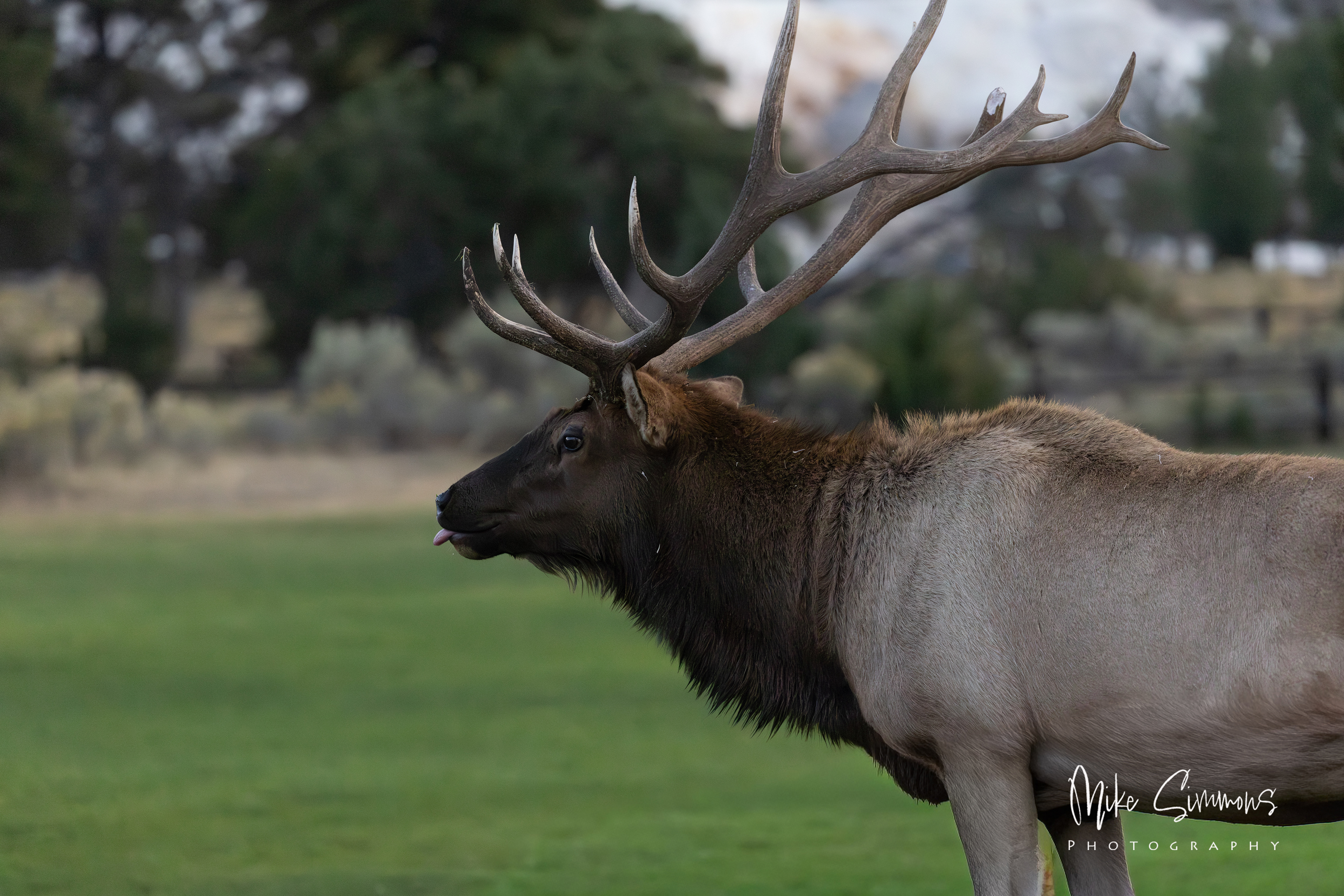 Elk at Mammoth Hot Springs #2