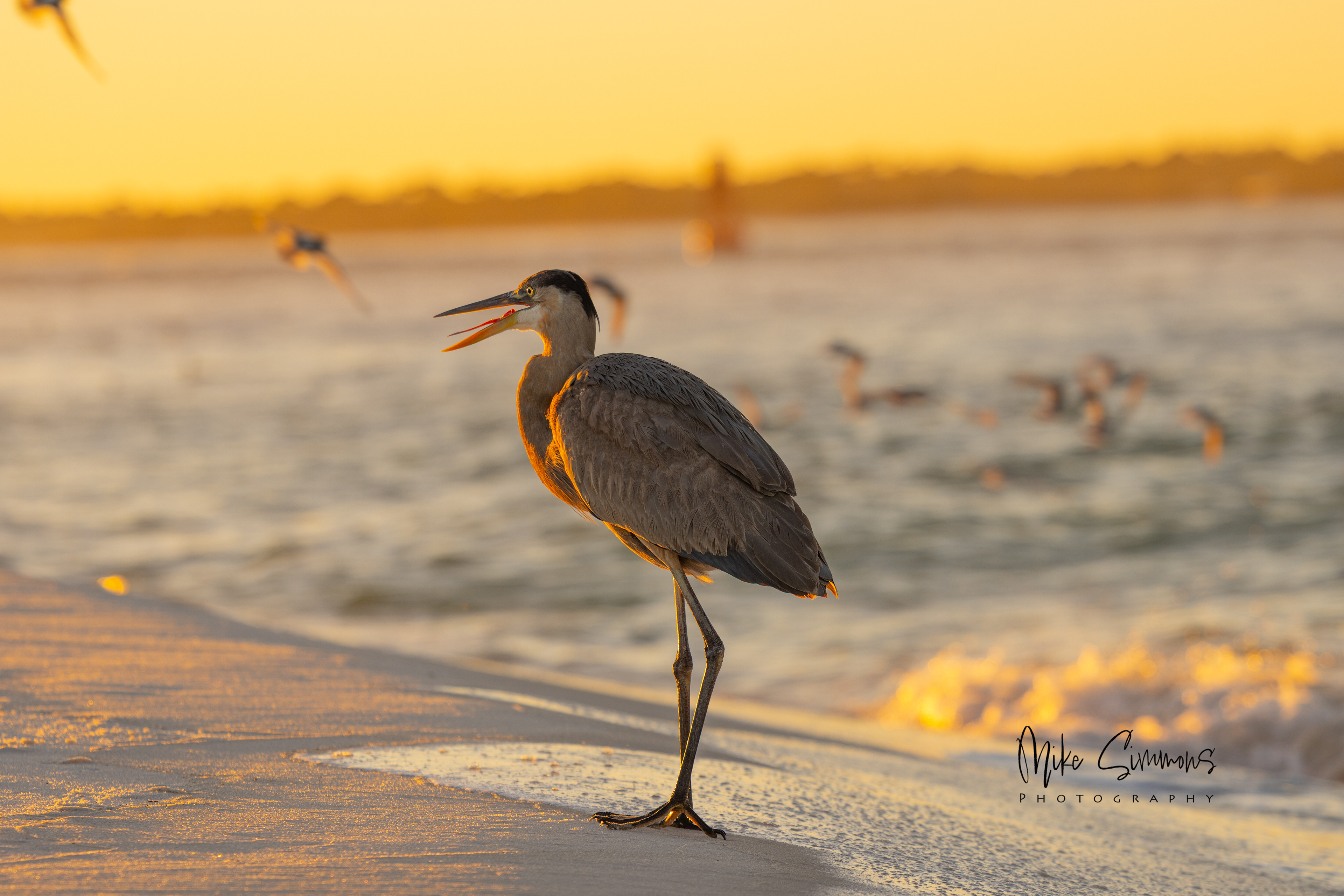 Great blue heron Pensacola, FL