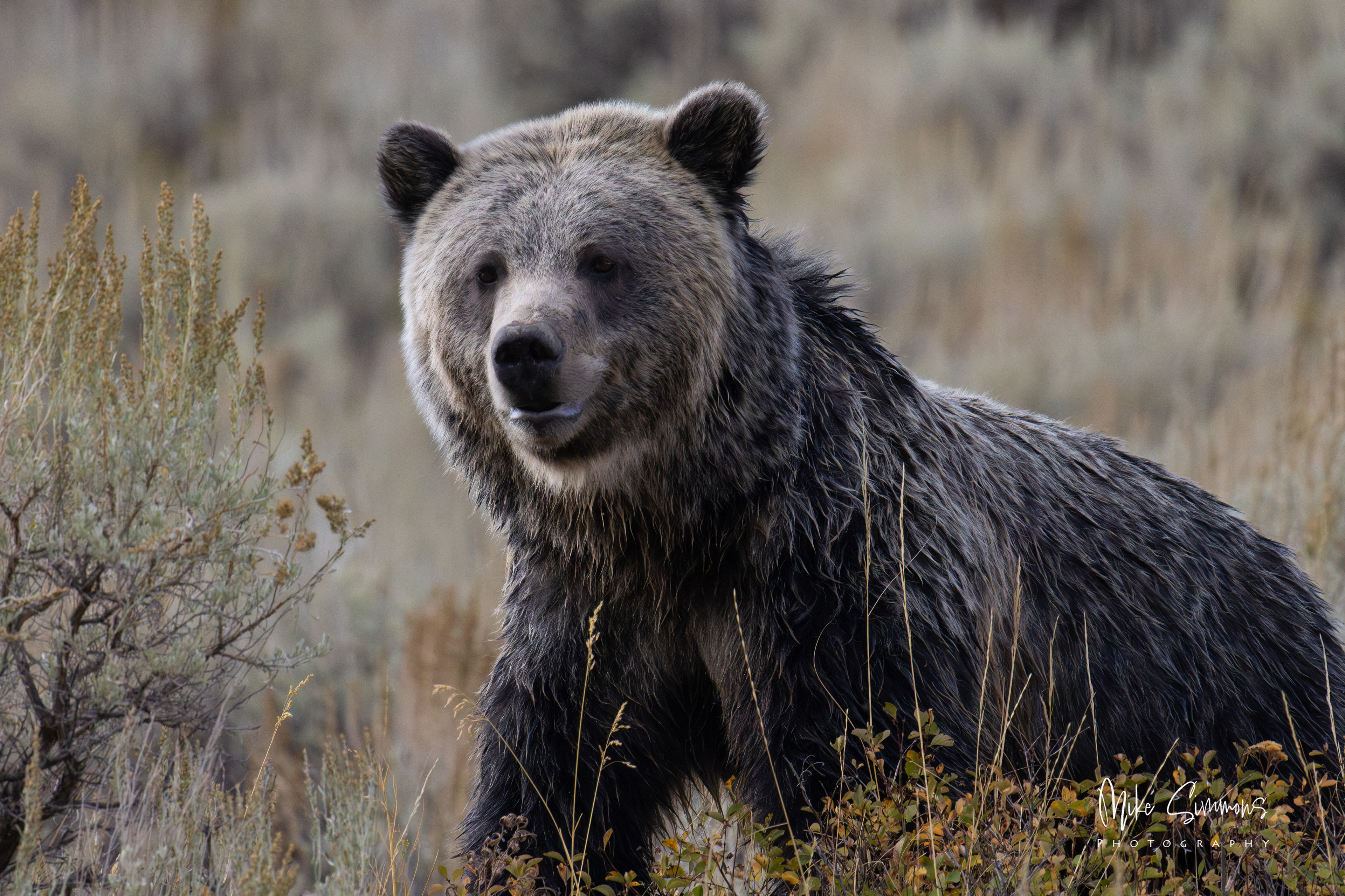 Grizzly at Yellowstone NP #6